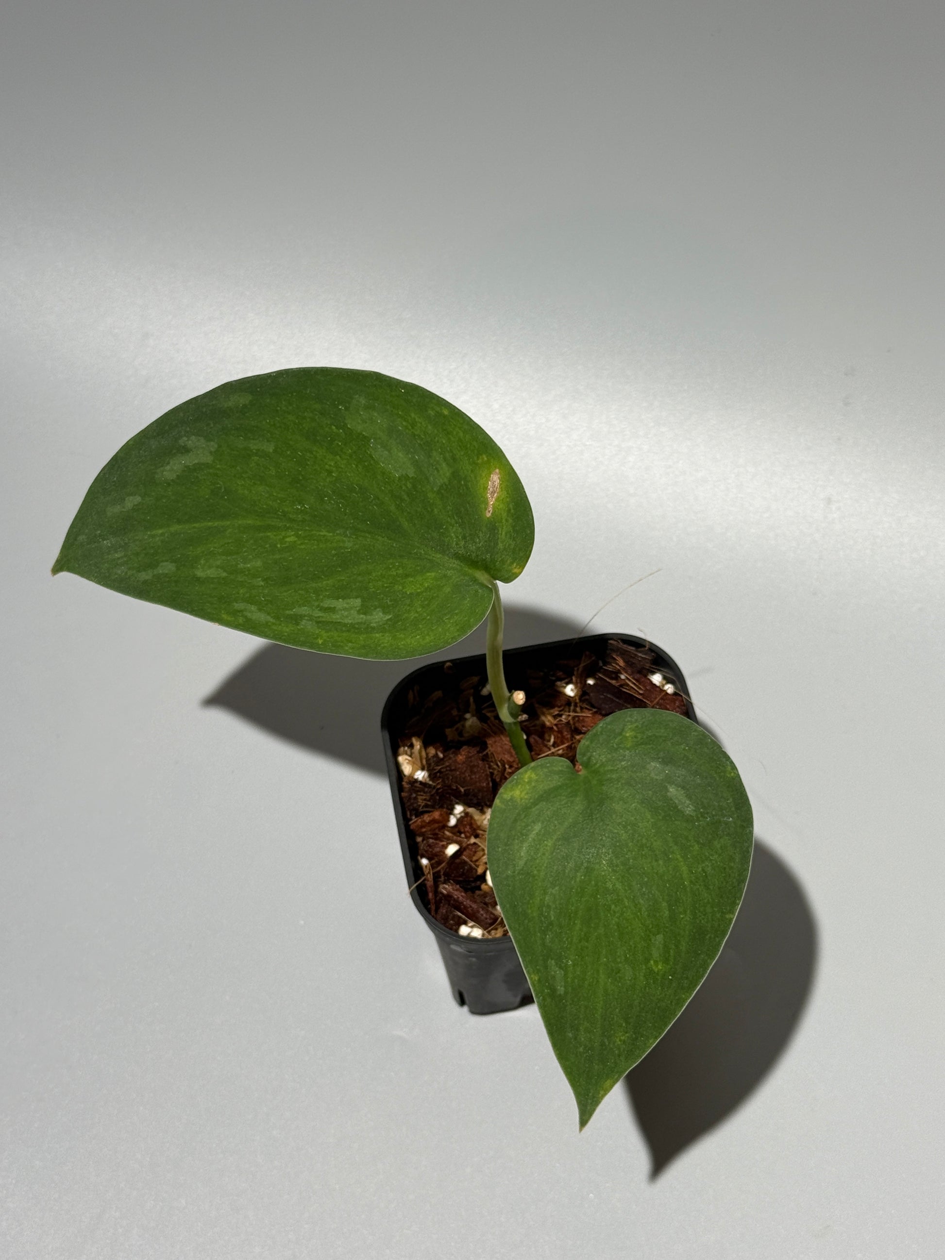 スキンダプサス グリーン エメラルド / Scindapsus green emerald (1)