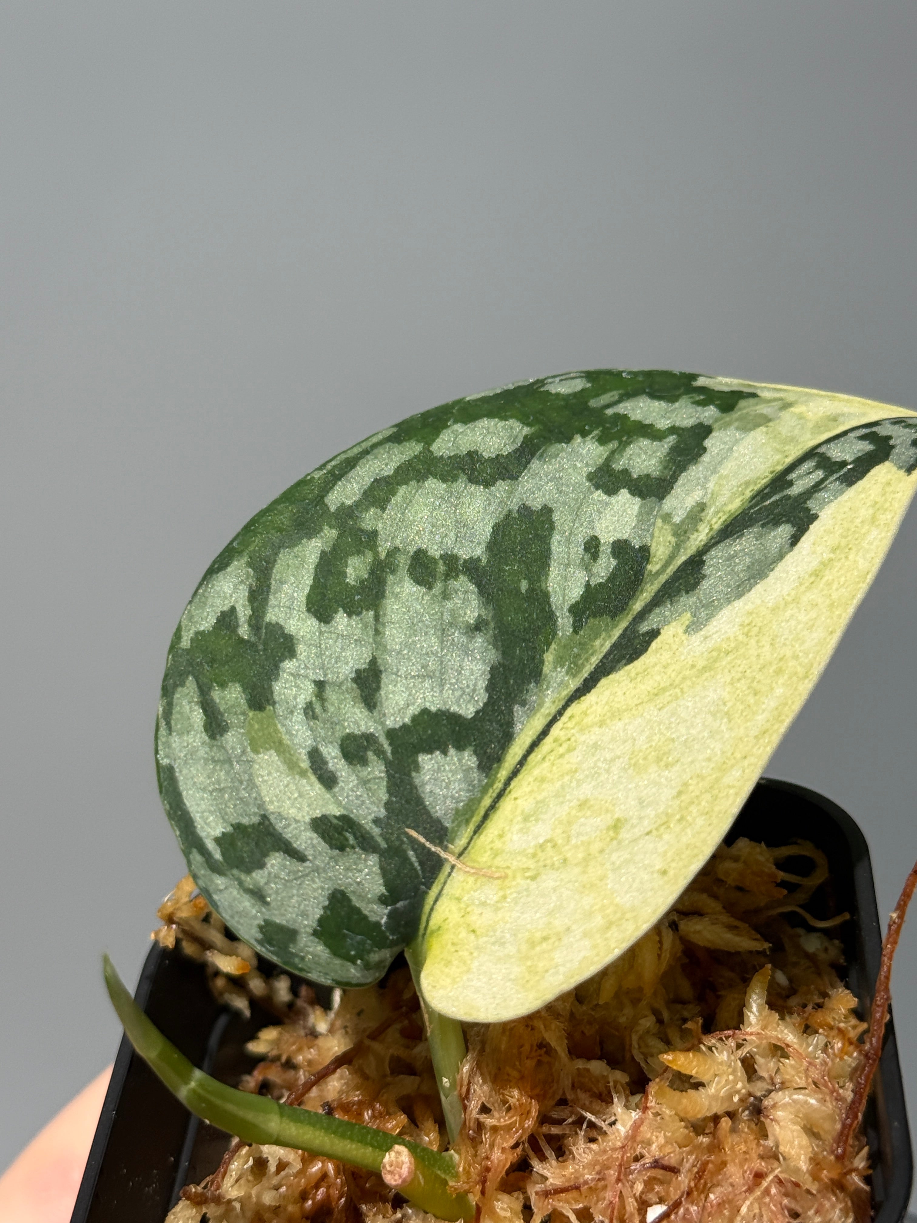 スキンダプサス　マハリカ　大株　1 スキンダプサス マハリカ / Scindapsus maharlika (1) – Nakayama-Plants