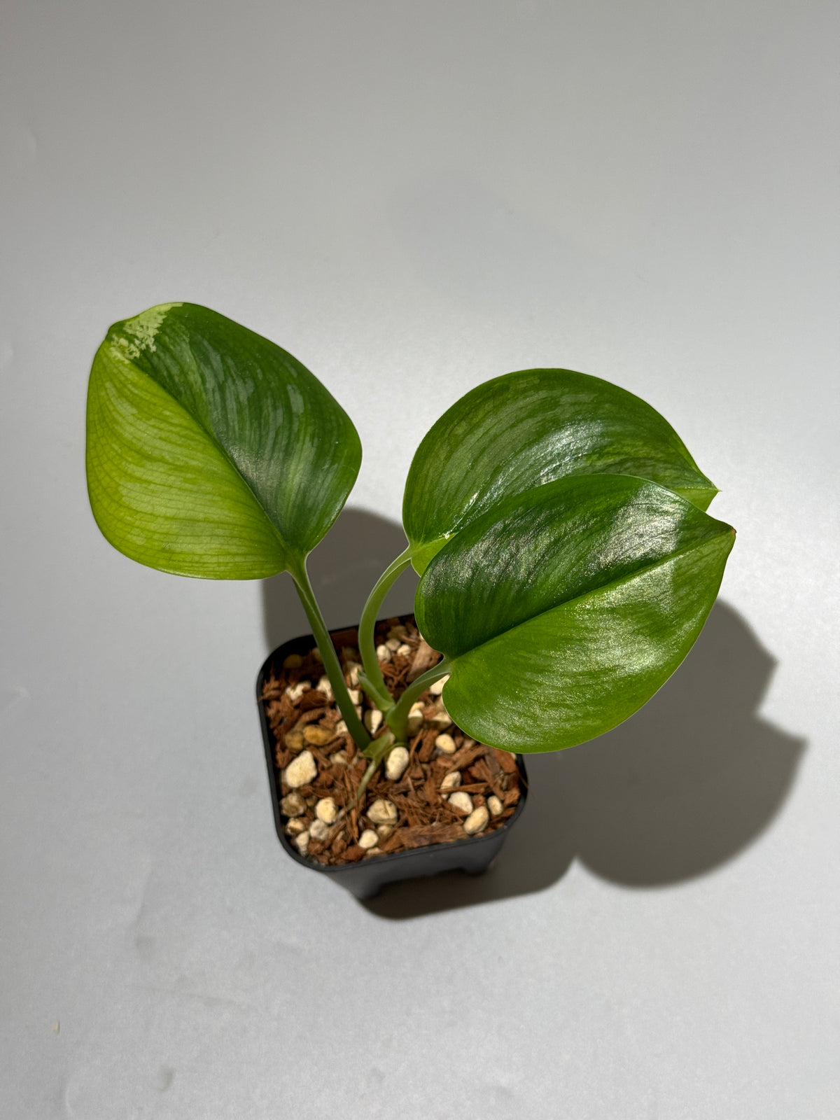 スキンダプサス ルビコン GOG  / Scindapsus rubicon GOG  (1)