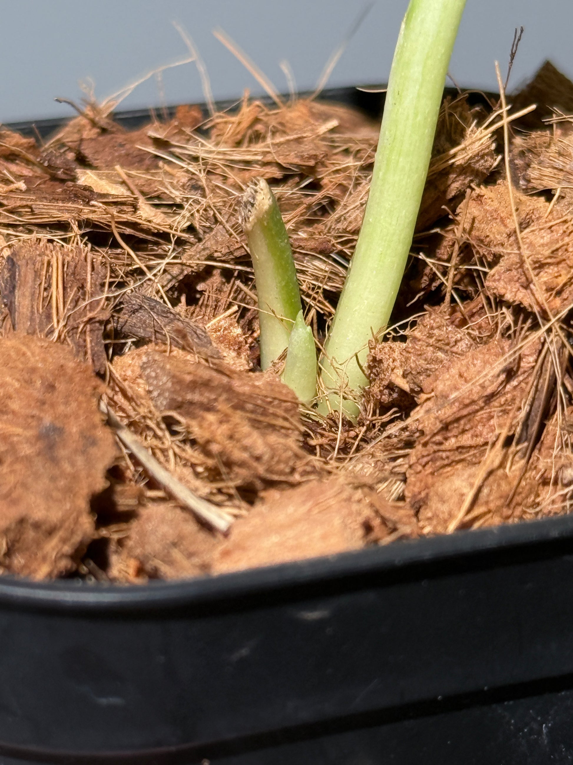 スキンダプサス マリポーサ / Scindapsus Mariposa(1)