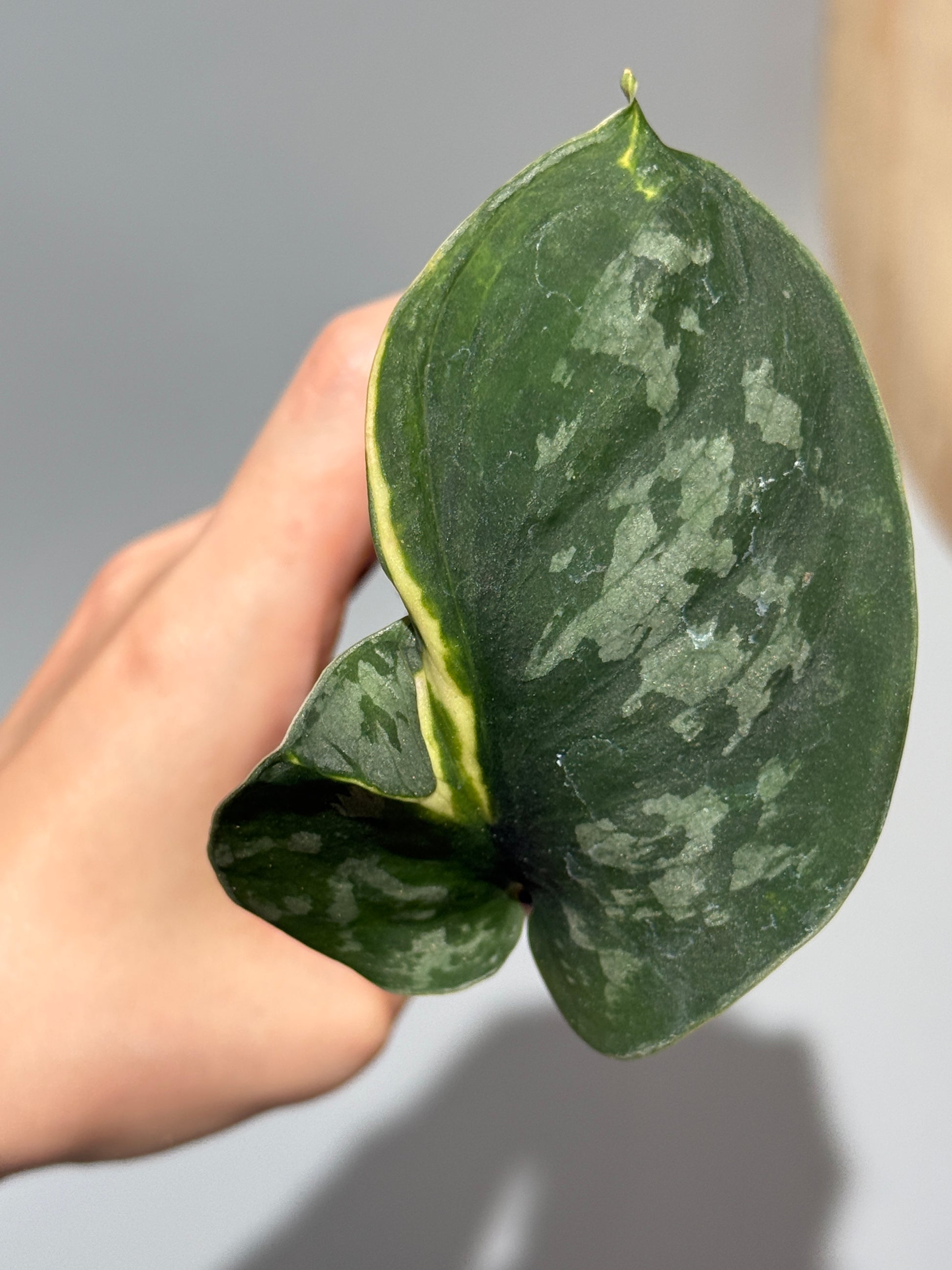 スキンダプサス イバタン  / Scindapsus Ibatan (1)