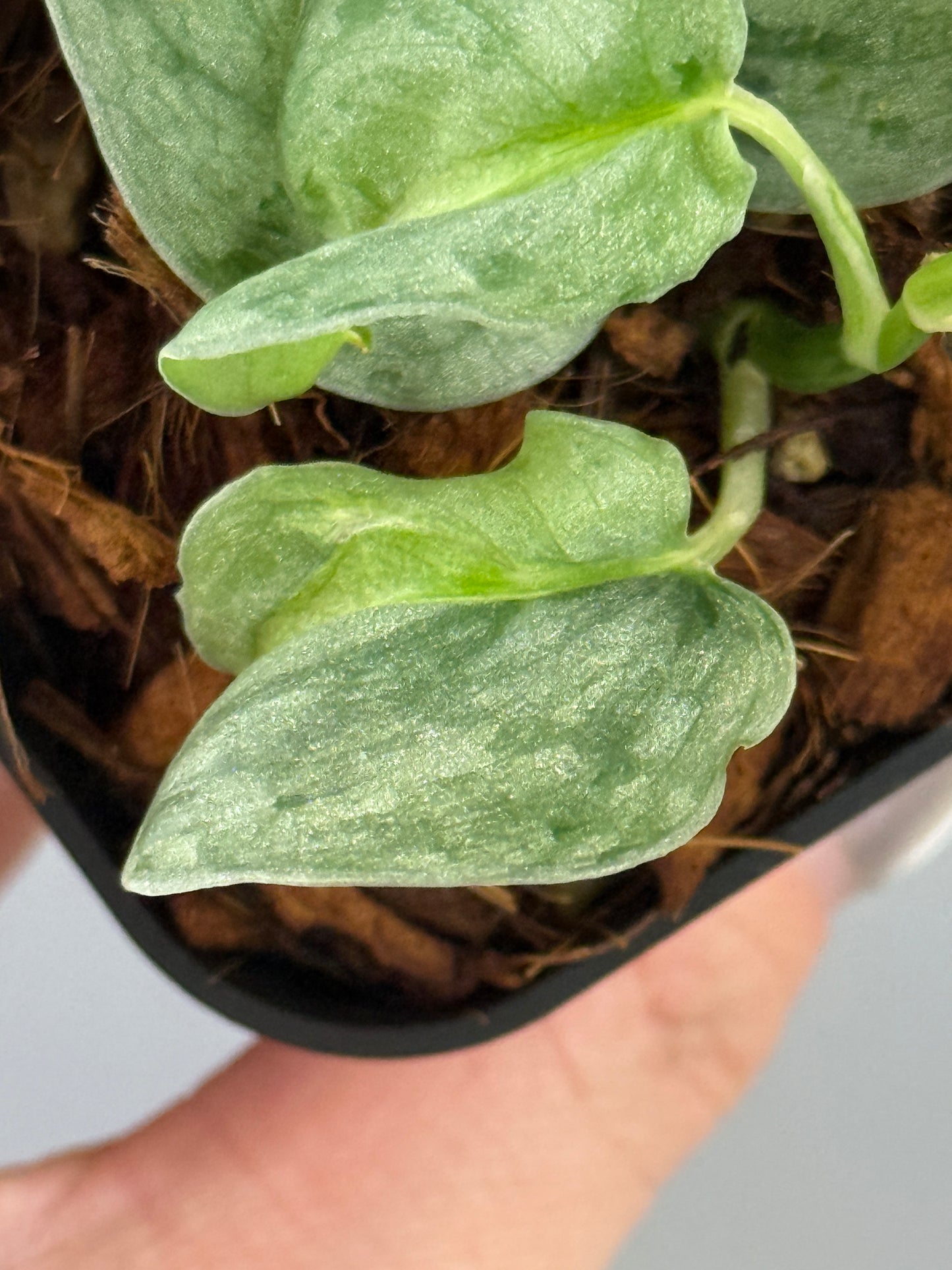 スキンダプサス ウィアード / Scindapsus Weirdo (2)