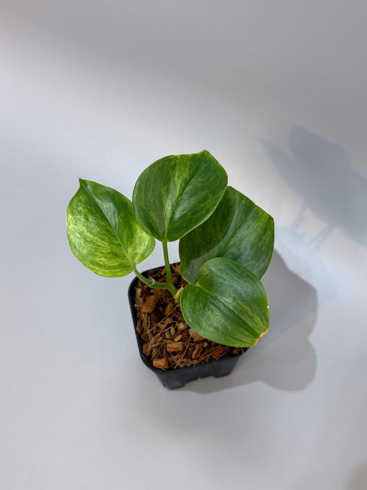 スキンダプサス ルビコン GOG  / Scindapsus rubicon GOG  (3)