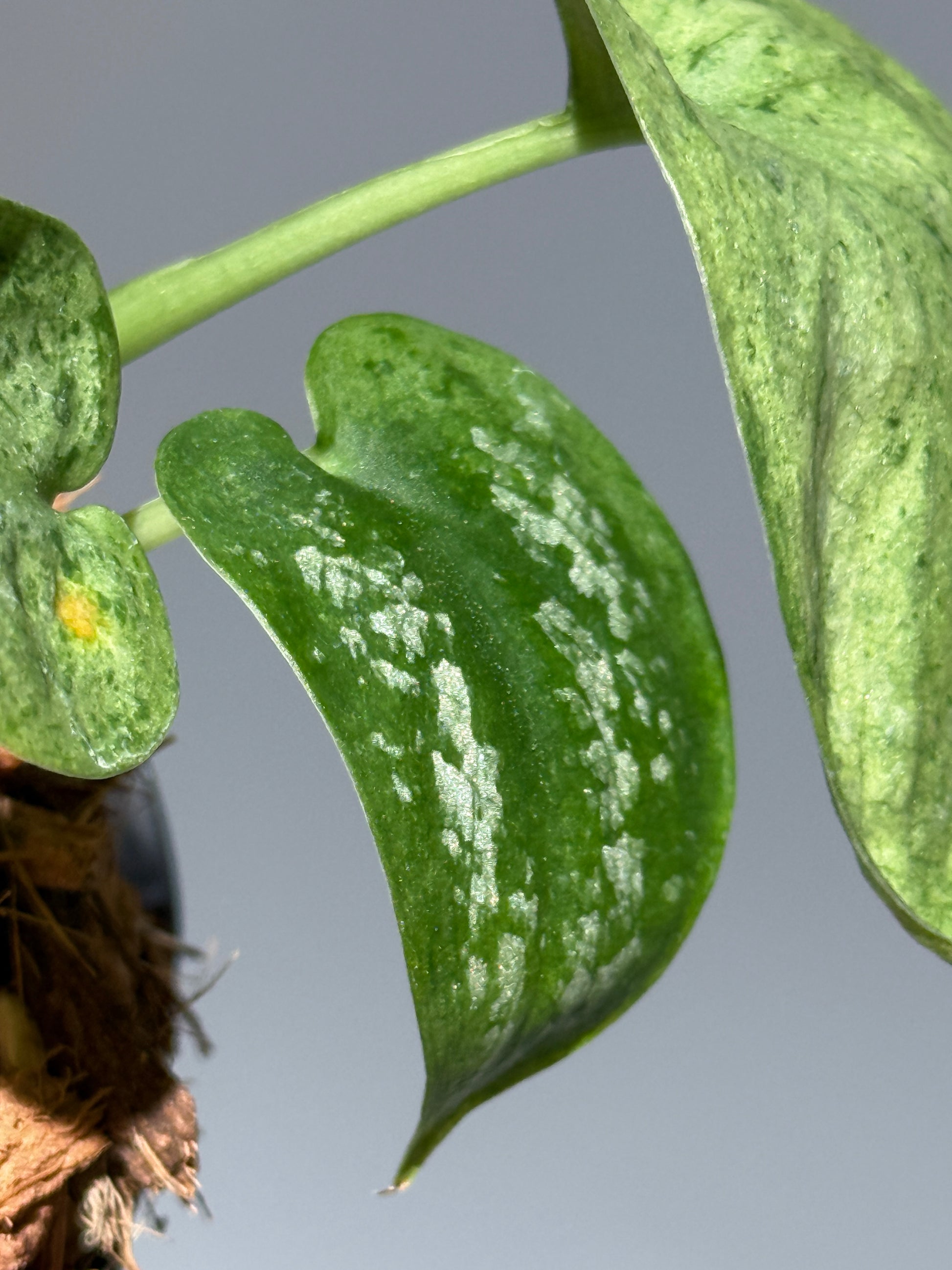 スキンダプサス モヒート / Scindapsus Mojito (1)