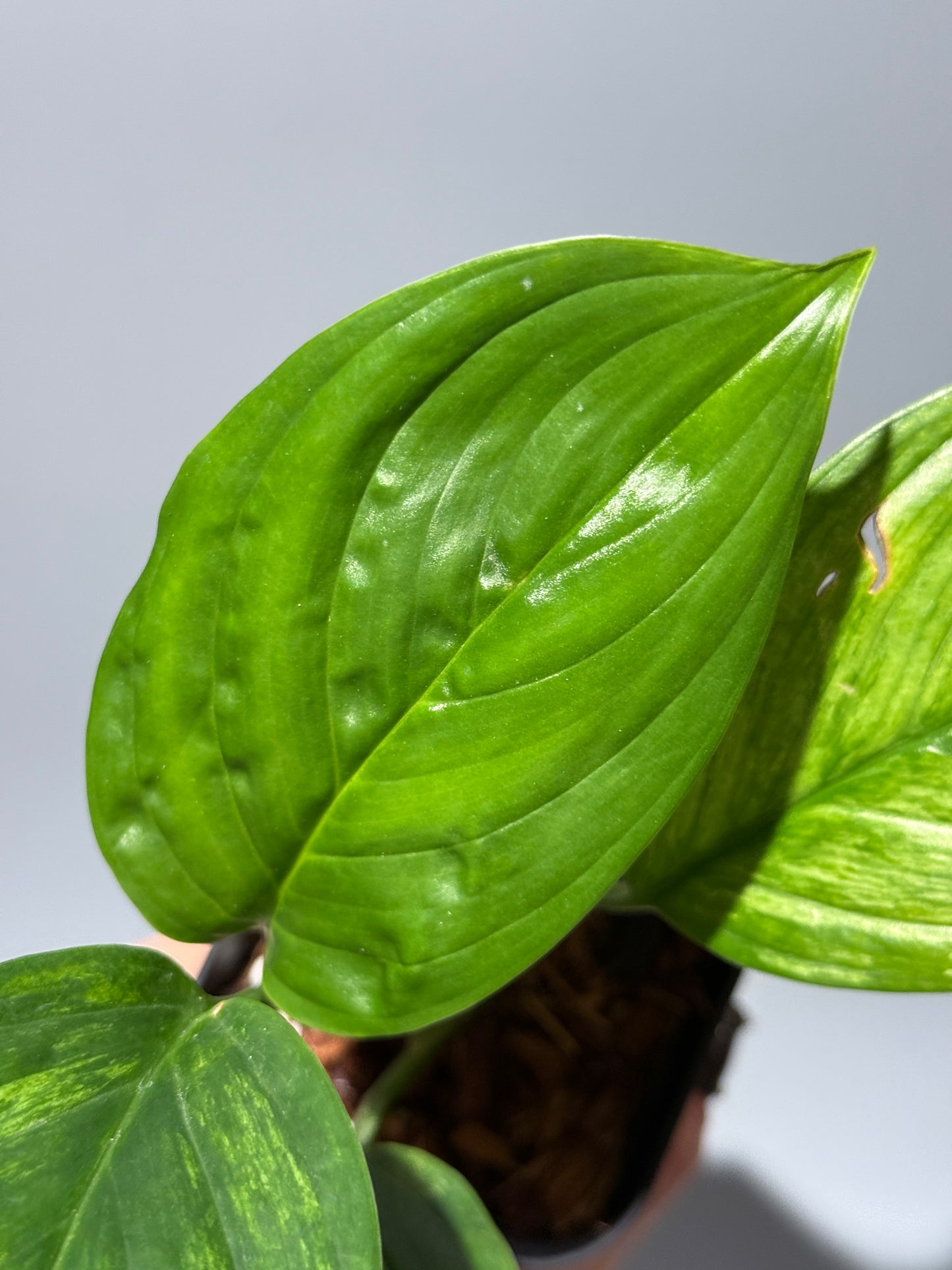 スキンダプサス ペラケンシス  / Scindapsus Perakensis (1)