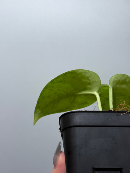 スキンダプサス シルバーレディ / Scindapsus silver lady (4)