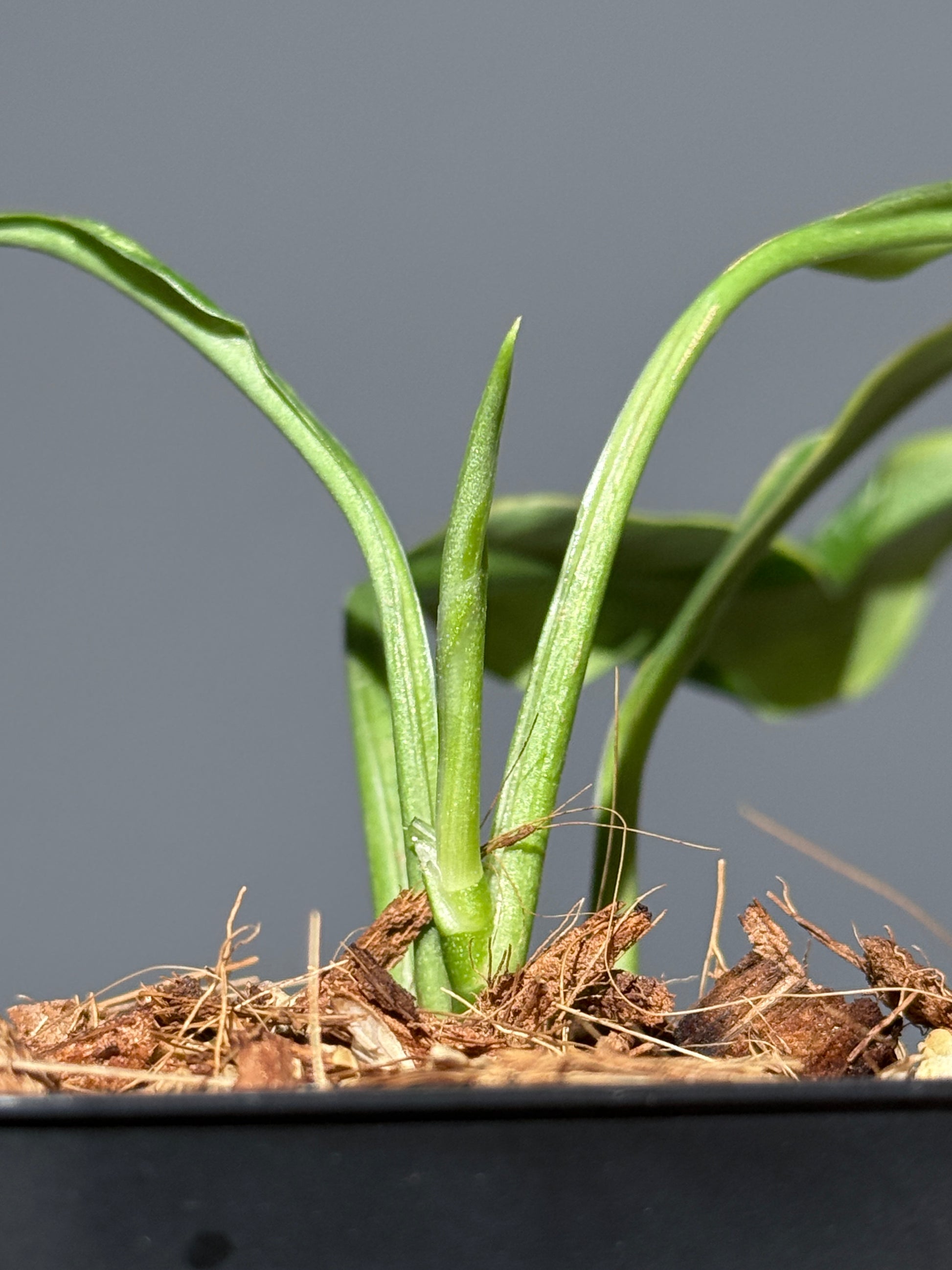 スキンダプサス トレビー ラバ リップスティック / Scindapsus Treubii lava lipstick (1)