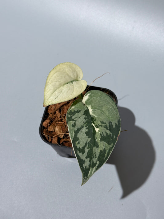 スキンダプサス マヤリ / Scindapsus mayari (1)