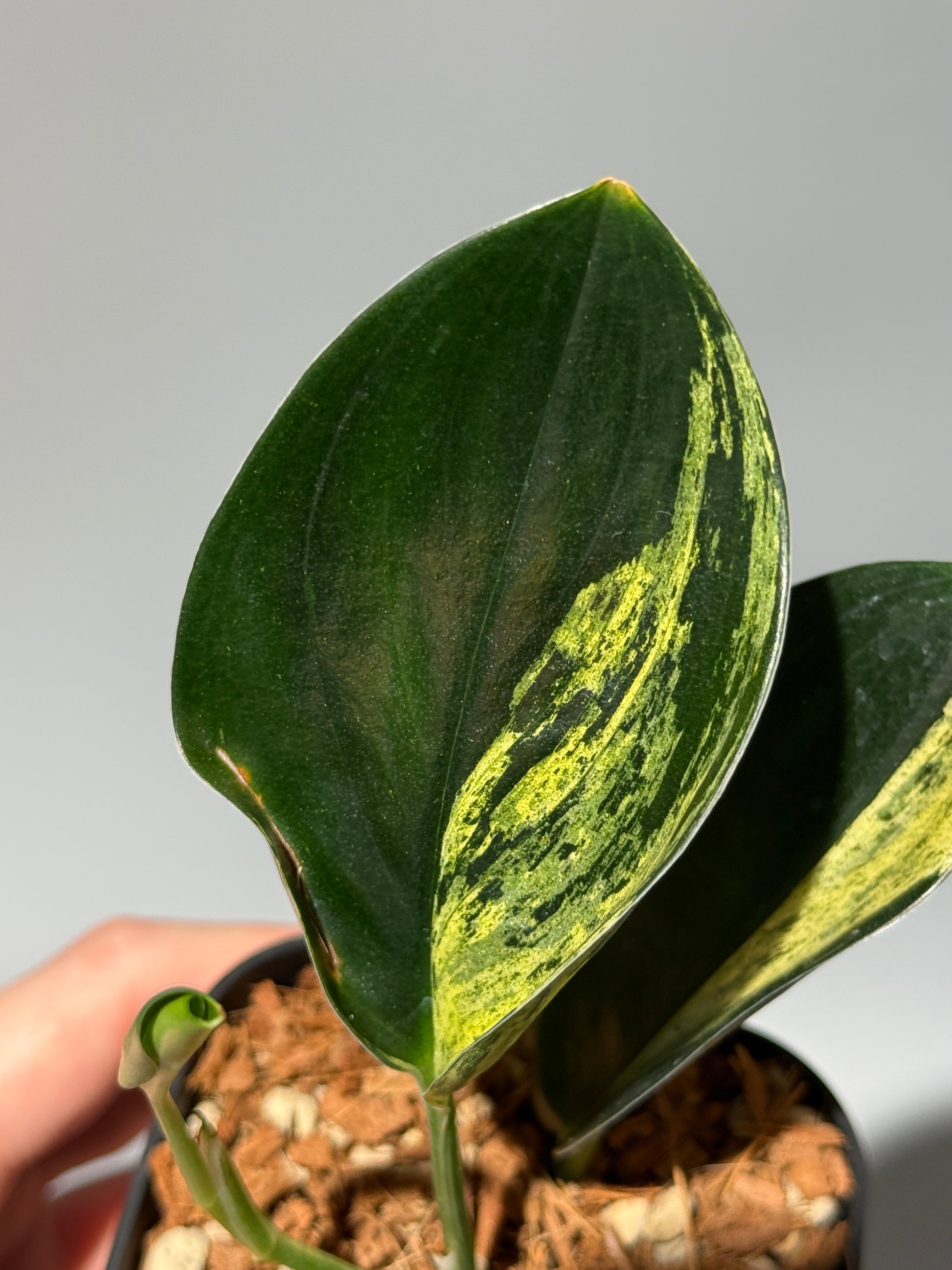 スキンダプサス トレビー ダークフォーム イエロー斑入り/Scindapsus darkform yellow var.(1)