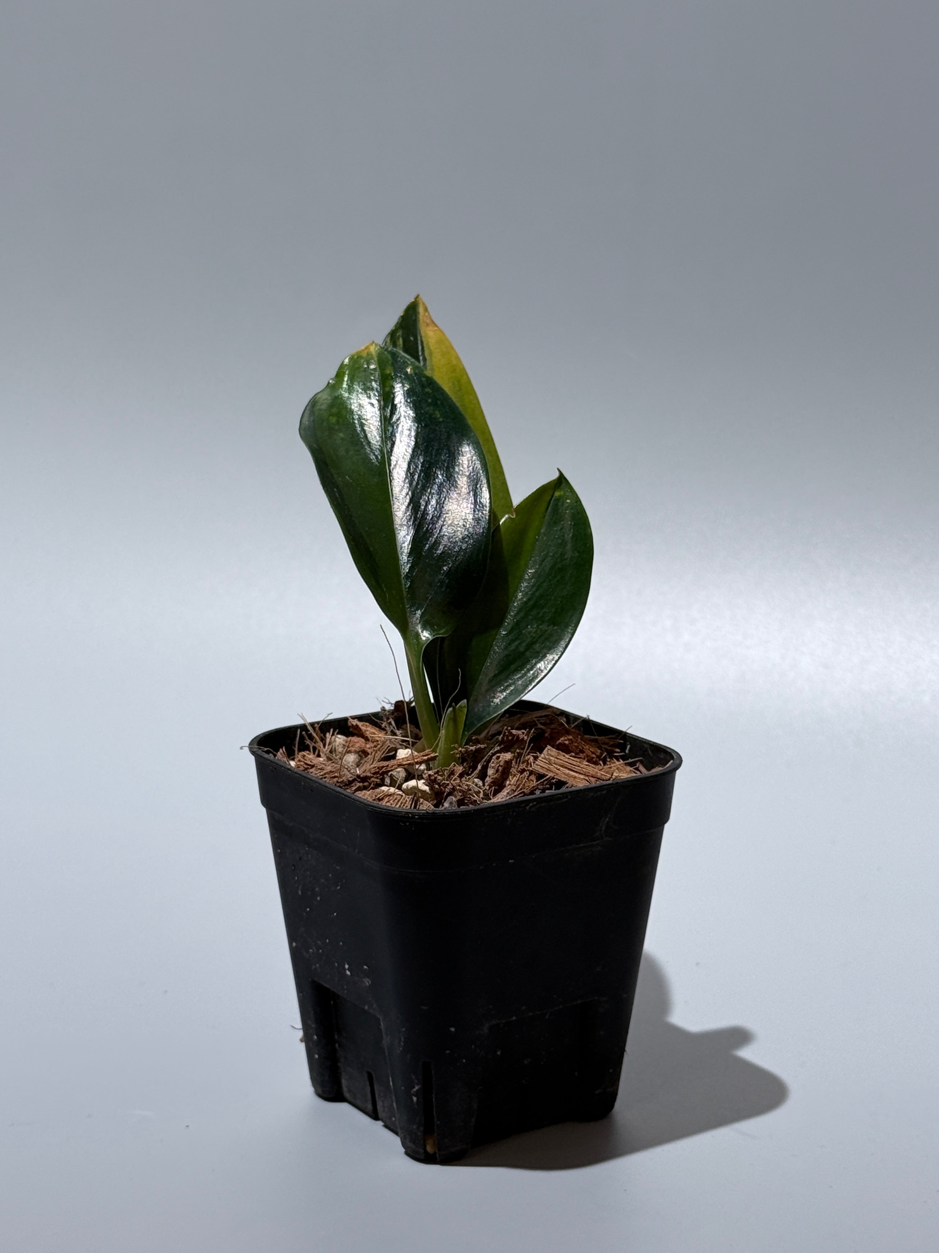 スキンダプサス トゥワイライト / Scindapsus Twilight (2) – Nakayama