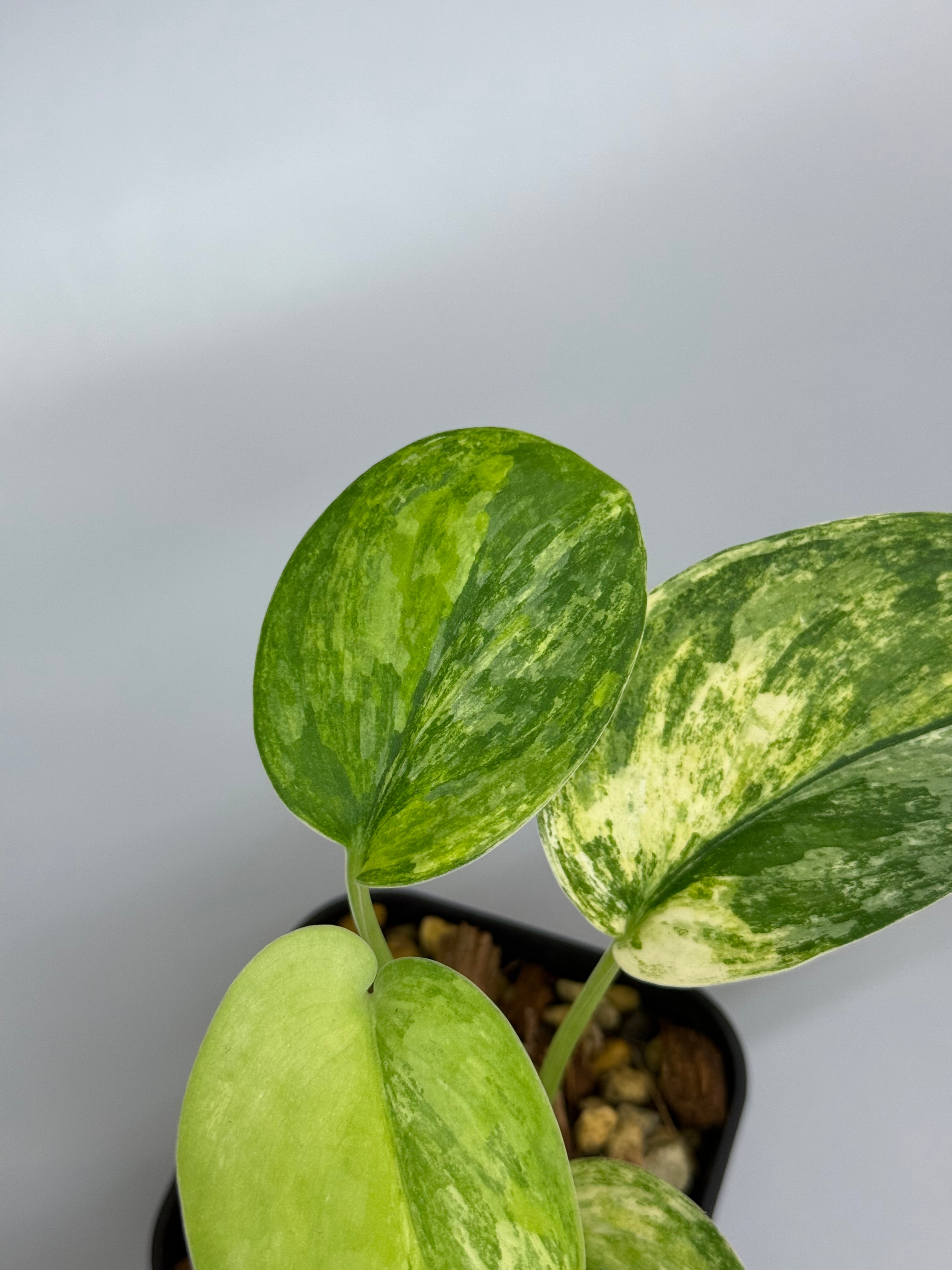 スキンダプサス エキゾチカ トリカラー / Scindapsus exotica tricolor