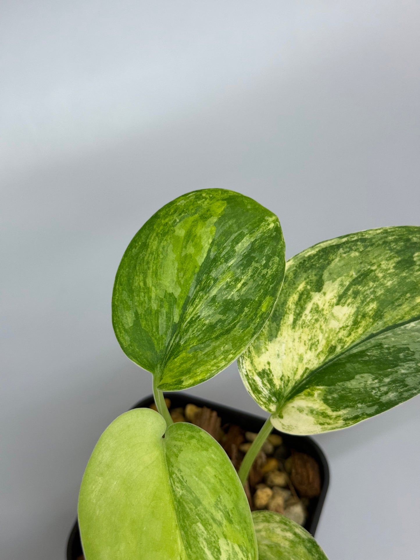 スキンダプサス エキゾチカ トリカラー / Scindapsus exotica tricolor (1)