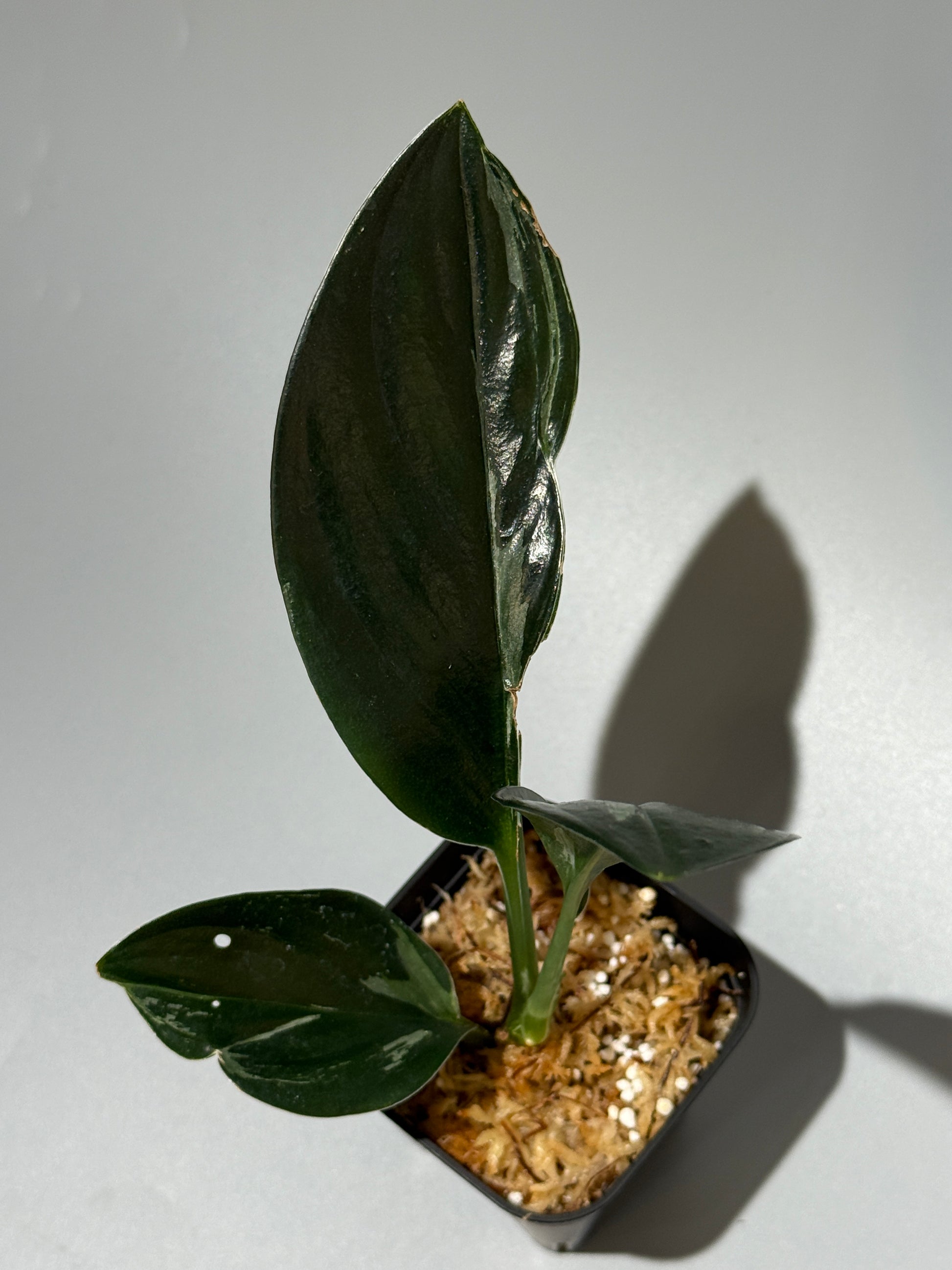 スキンダプサス トレビー ダークフォーム ミューテーション/Scindapsus Treubii darkform mutation (1)