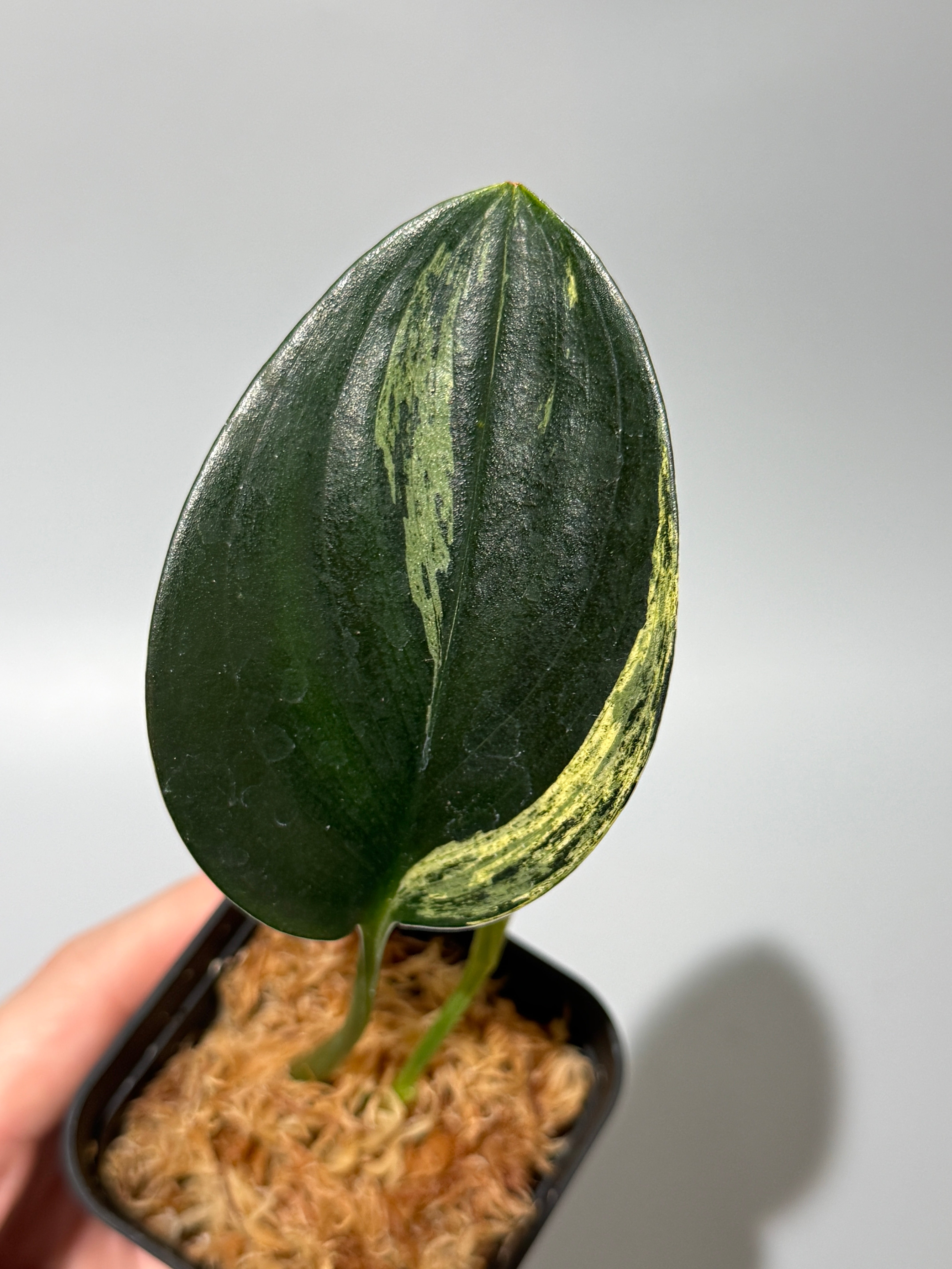 All Plants – Nakayama-Plants