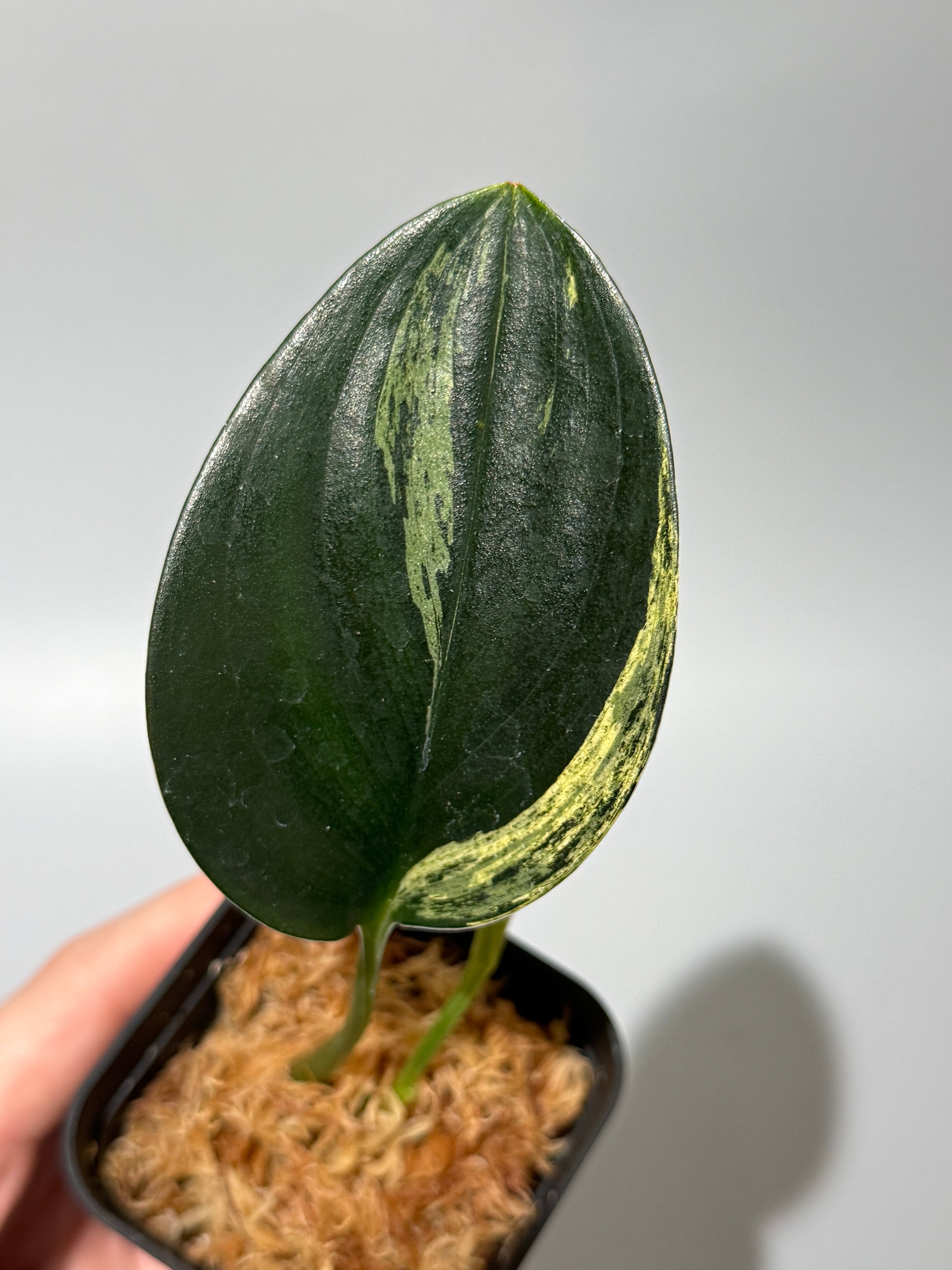 スキンダプサス トレビー ダークフォーム イエロー斑入り/Scindapsus darkform yellow var.(1)