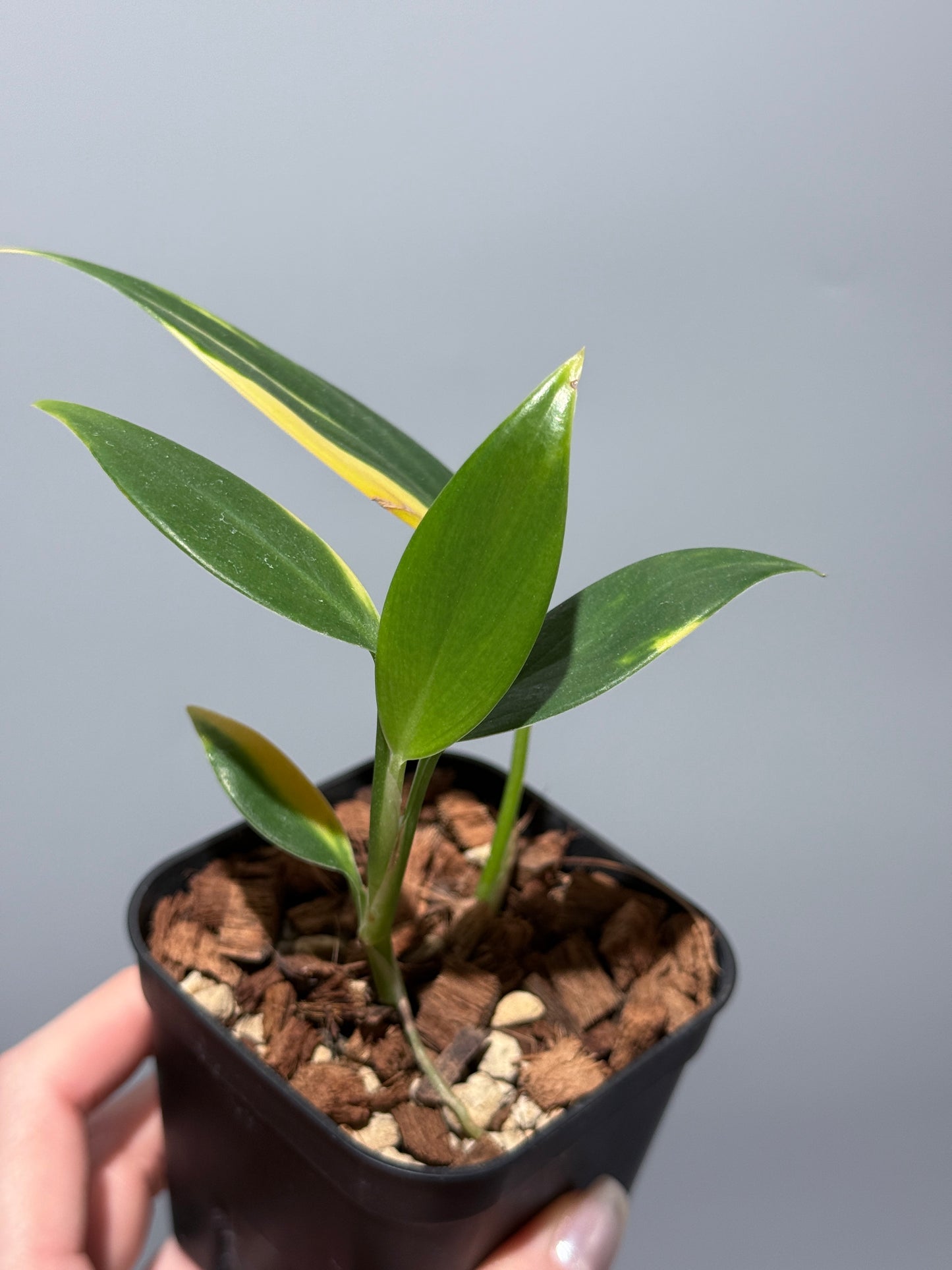 スキンダプサス コリアセウス イエロー / Scindapsus coriaceus yellow (2)