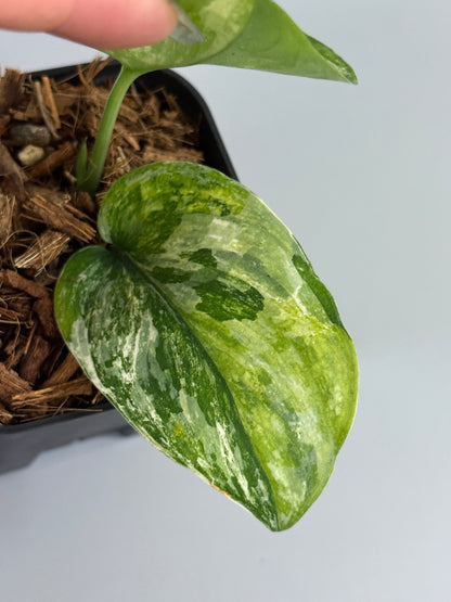 スキンダプサス パラヒヤンガン トリカラー  / Scindapsus parahyangan tricolor  (2)