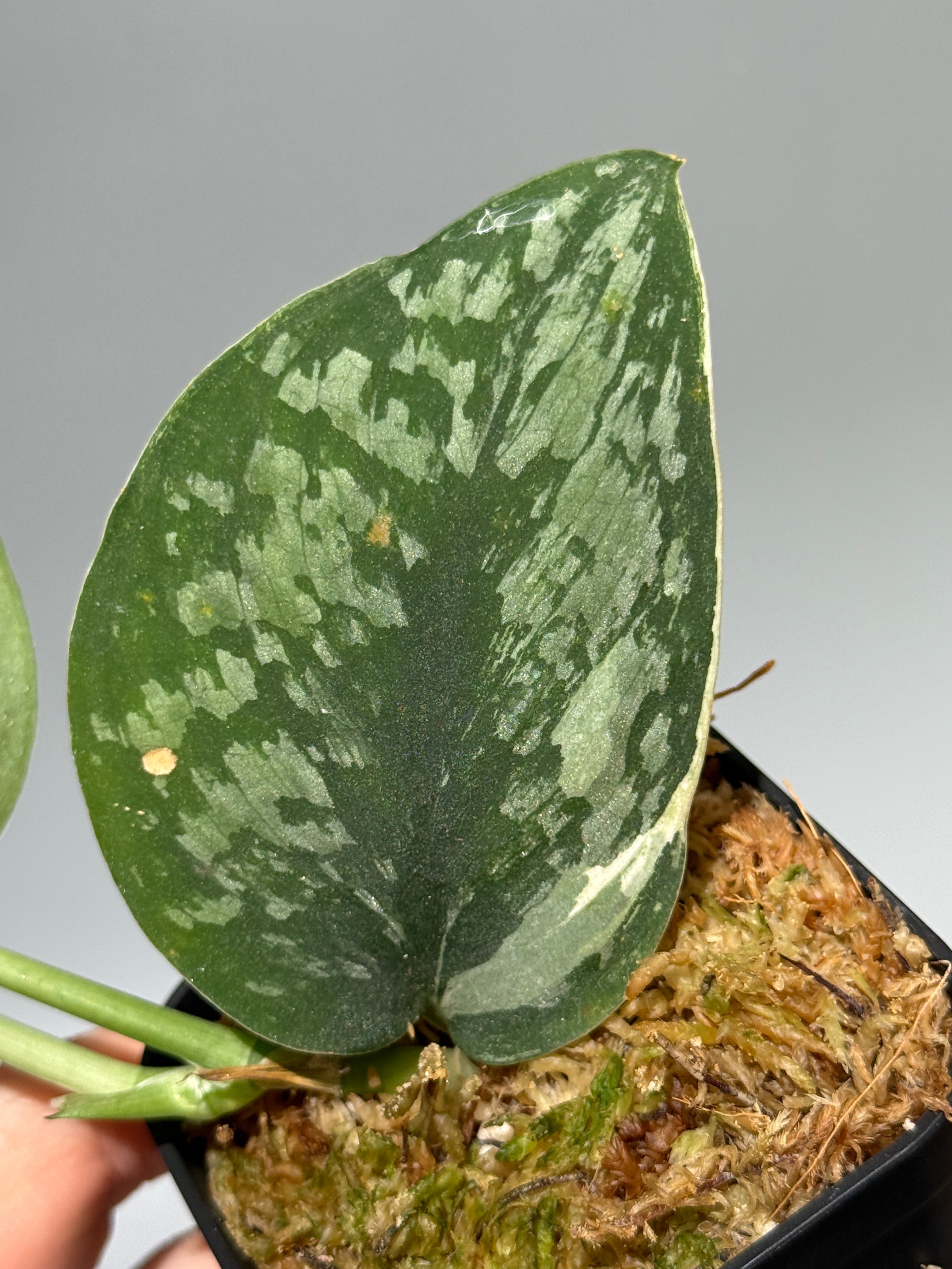 All Plants – Nakayama-Plants
