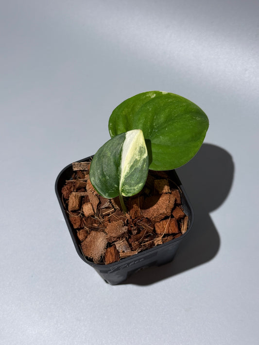 スキンダプサス ジェイドサテン トリカラー  / Scindapsus jadesatin tricolor (1)