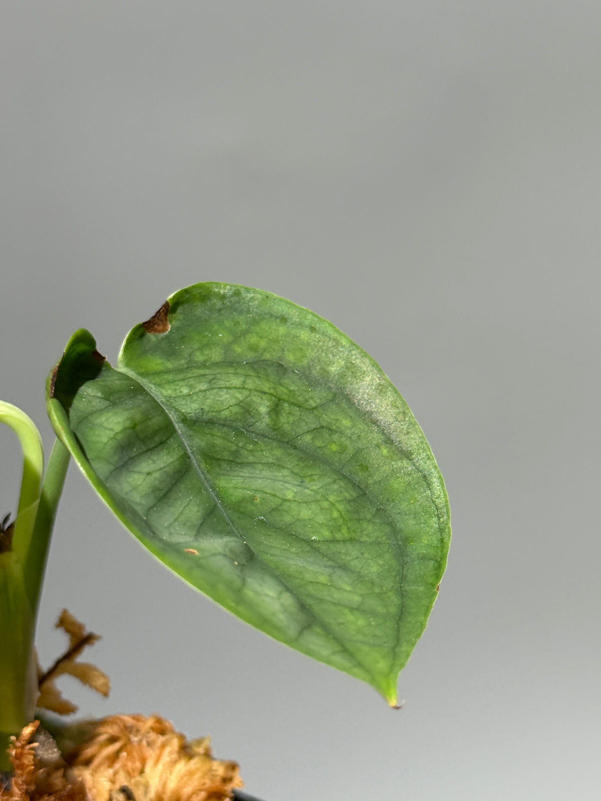 スキンダプサス ルーセンス  / Scindapsus Lucens  (1)