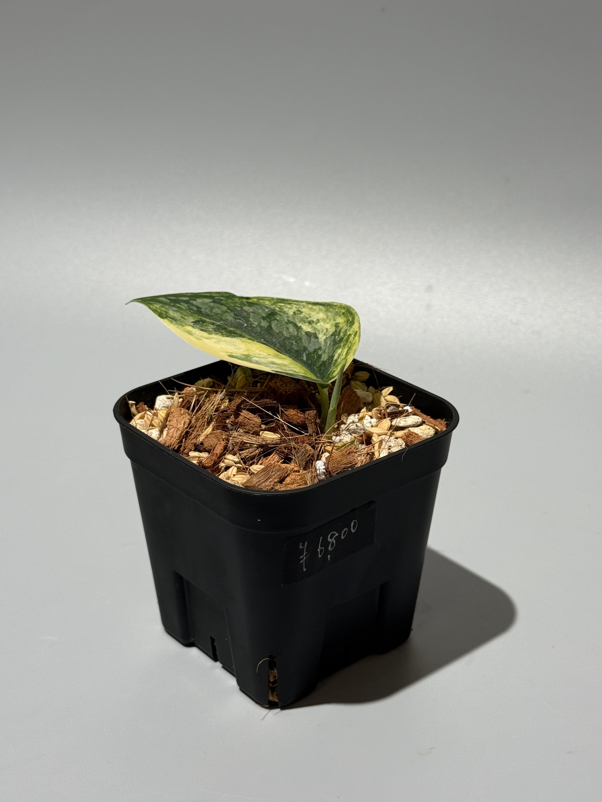 スキンダプサス ラジャタプラ  / Scindapsus Rajatapura (1)