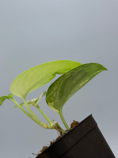 スキンダプサス エキゾチカ トリカラー / Scindapsus exotica tricolor (1)