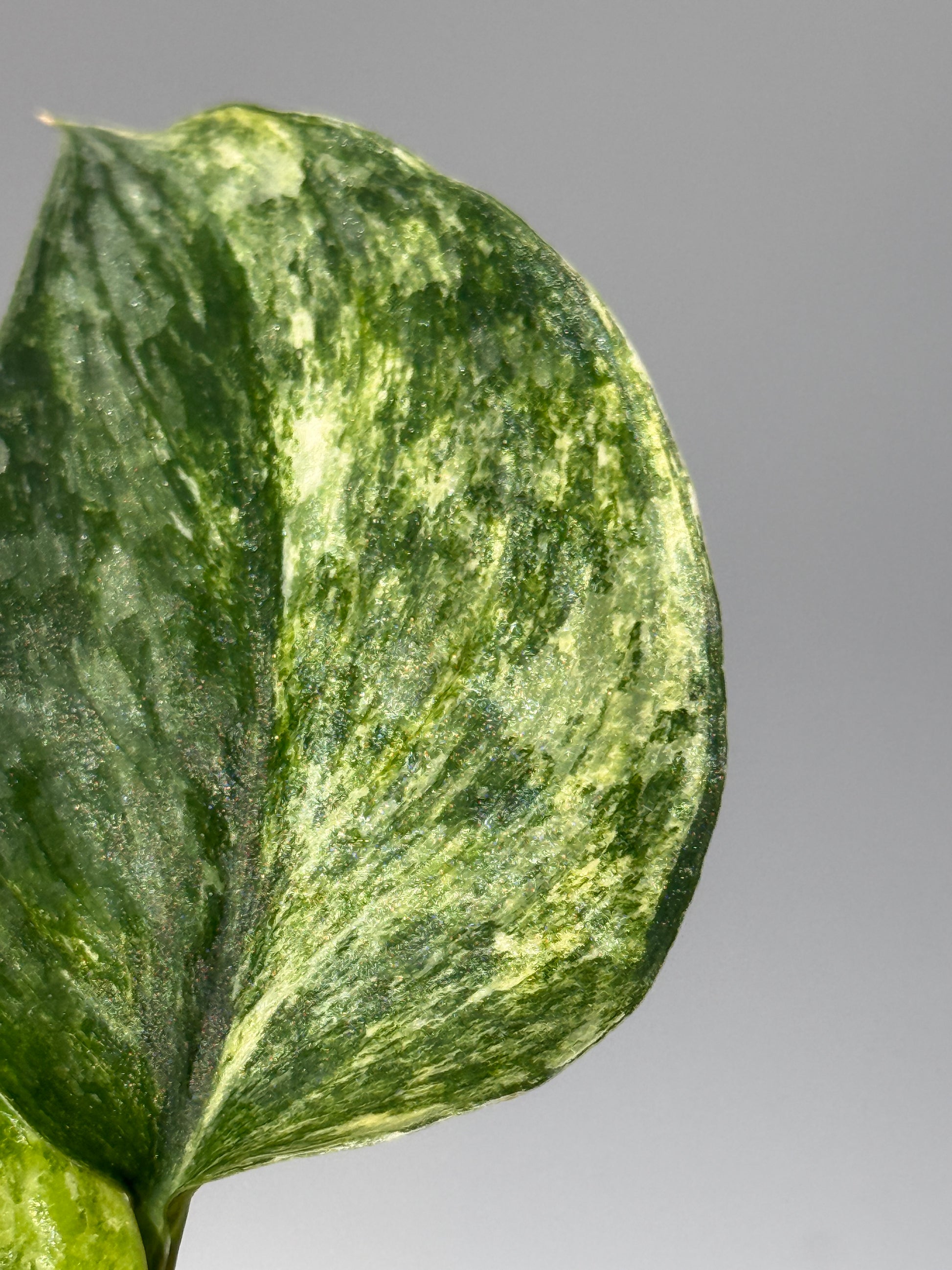 スキンダプサス エキゾチカ カーリー トリカラー  / Scindapsus Exotica curly toricolor (1)