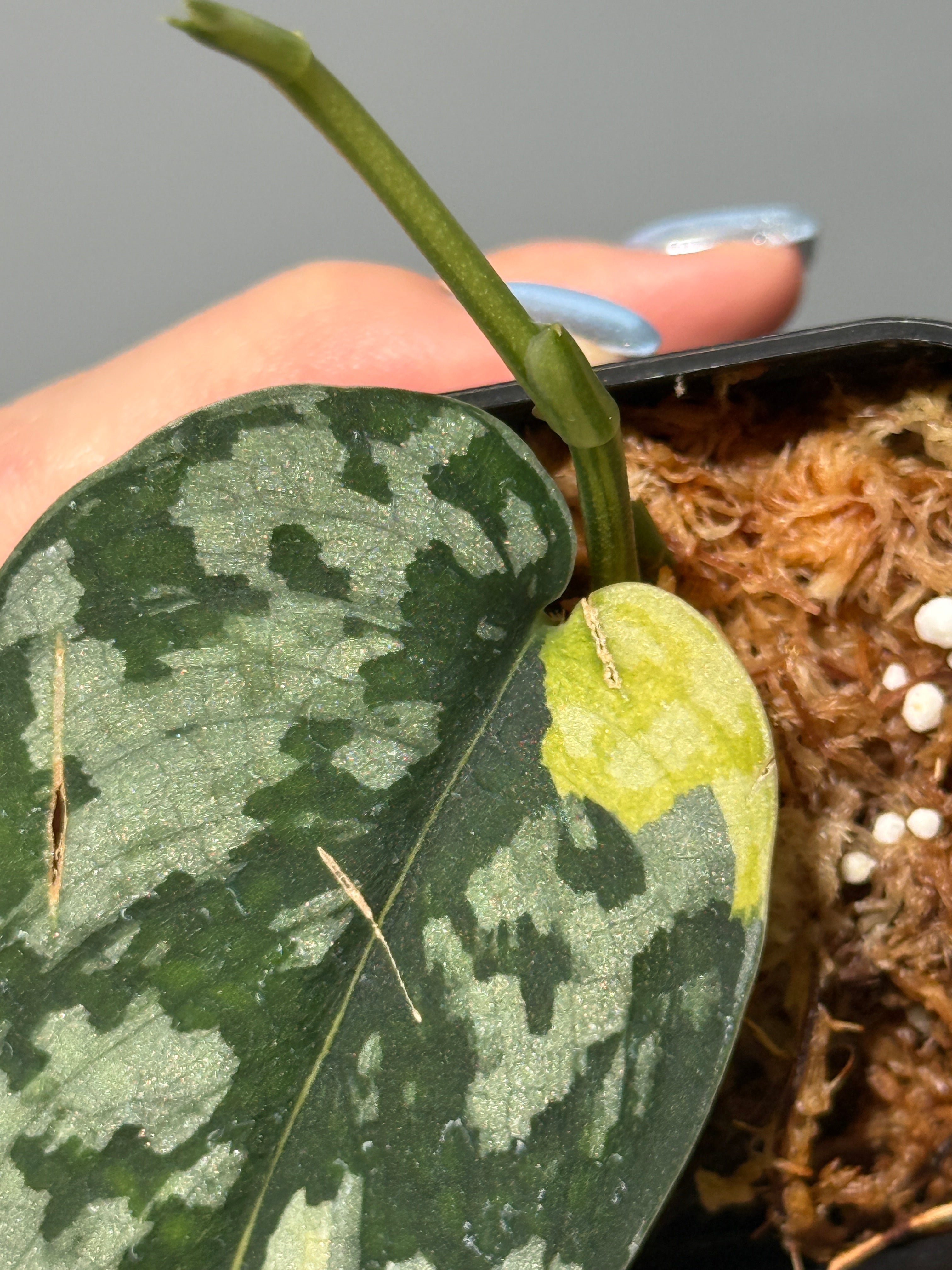 スキンダプサス マハリカ / Scindapsus maharlika (2) – Nakayama-Plants