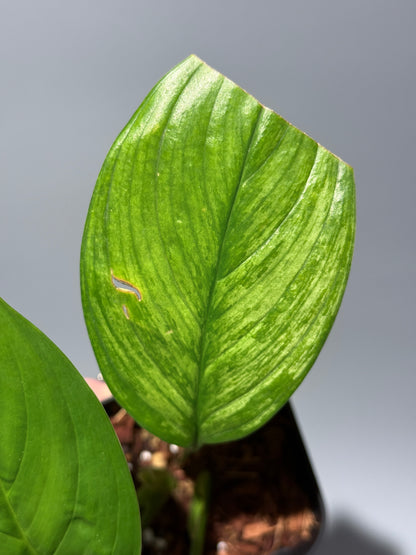 スキンダプサス ペラケンシス  / Scindapsus Perakensis (1)