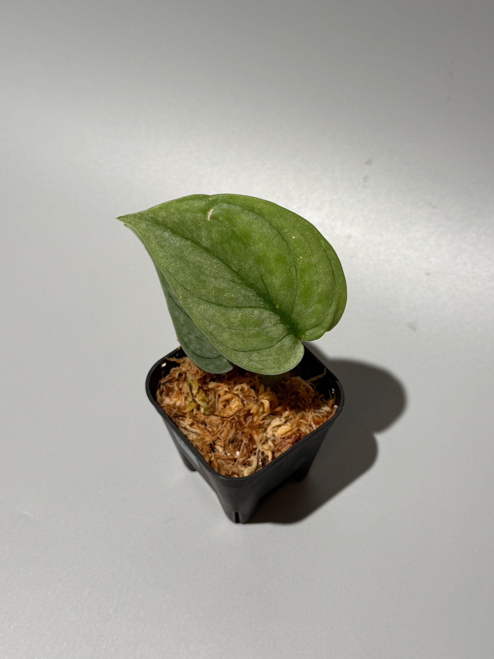 スキンダプサス グリーンベイン / Scindapsus Green vein (1)