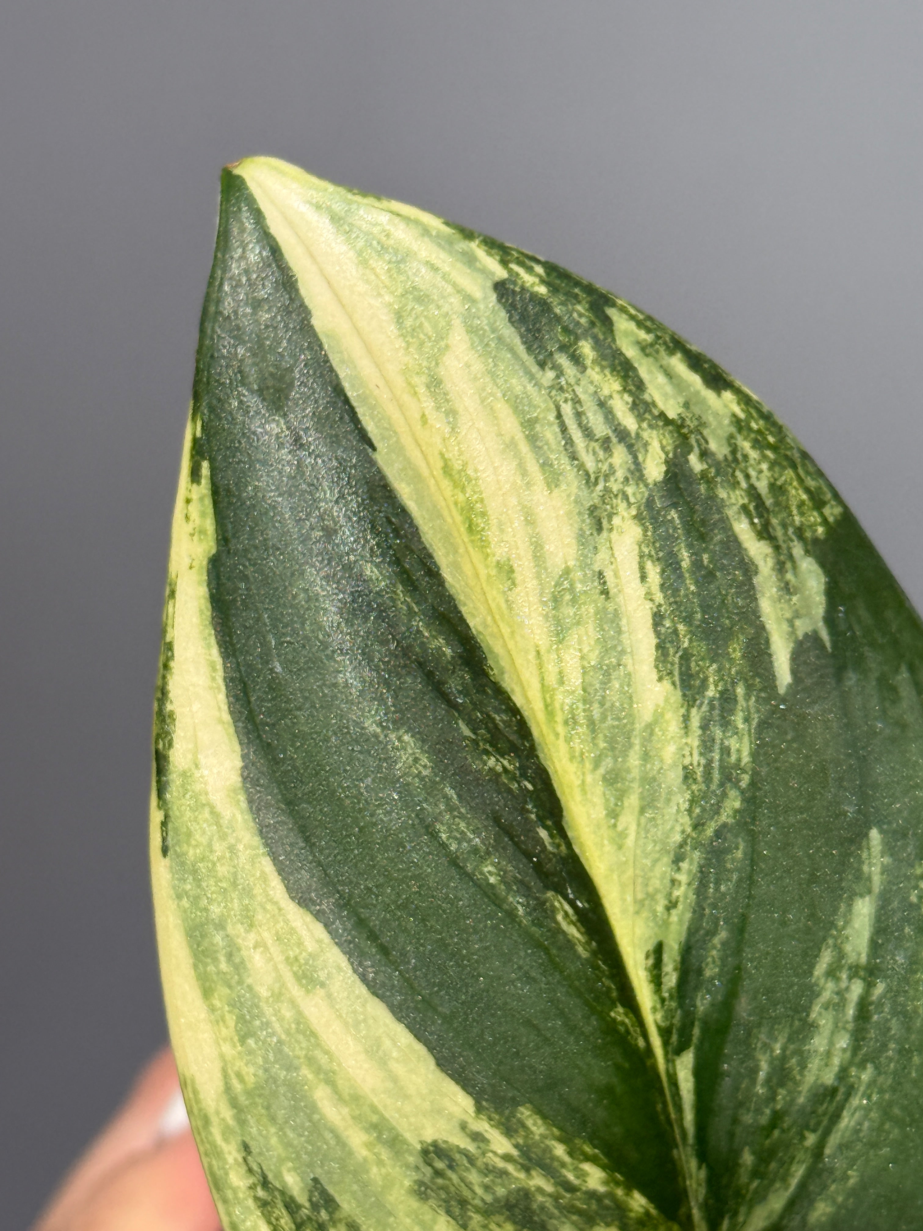 All Plants – Nakayama-Plants