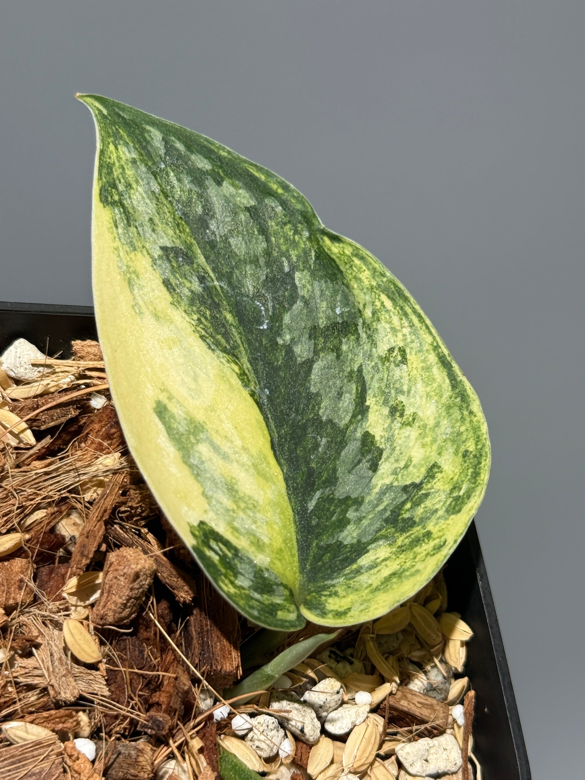 スキンダプサス ラジャタプラ  / Scindapsus Rajatapura (1)