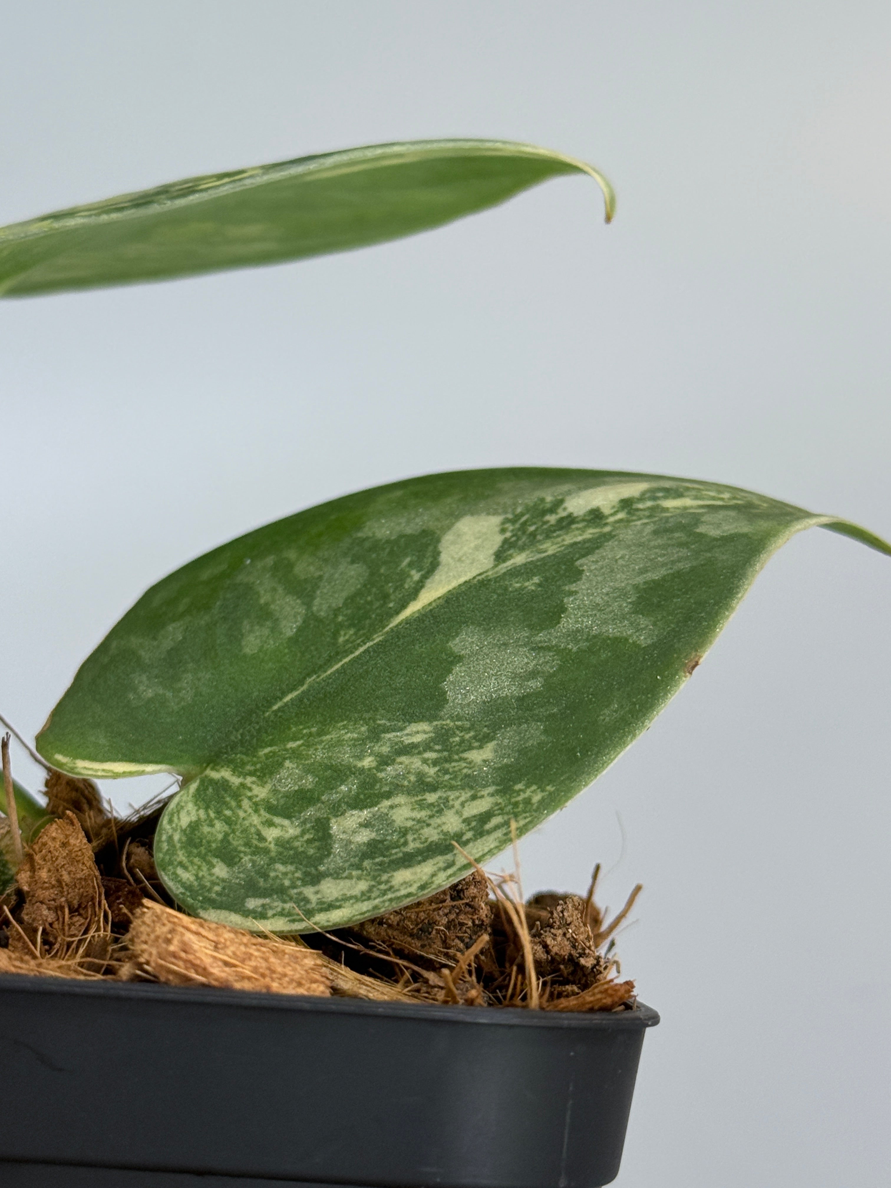 スキンダプサス バクダパティ / Scindapsus bakudapati (2) – Nakayama