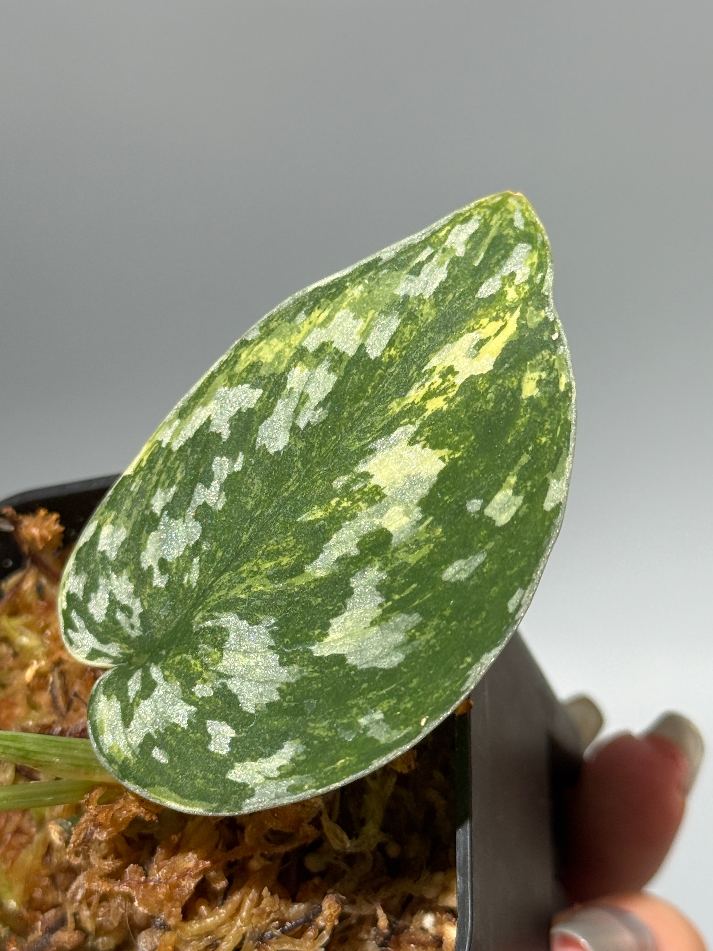 All Plants – Nakayama-Plants