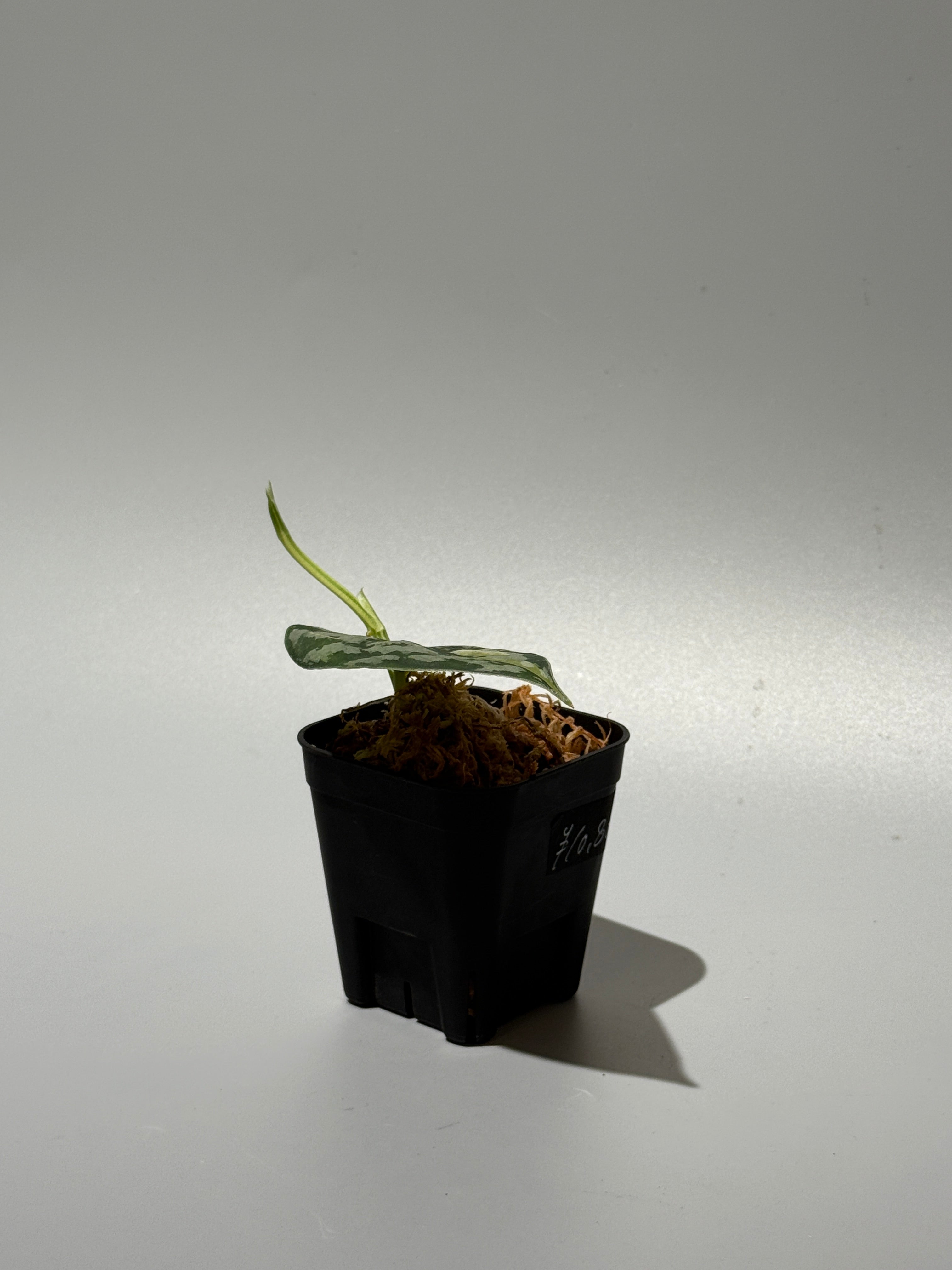 スキンダプサス マハリカ / Scindapsus maharlika (2) – Nakayama-Plants
