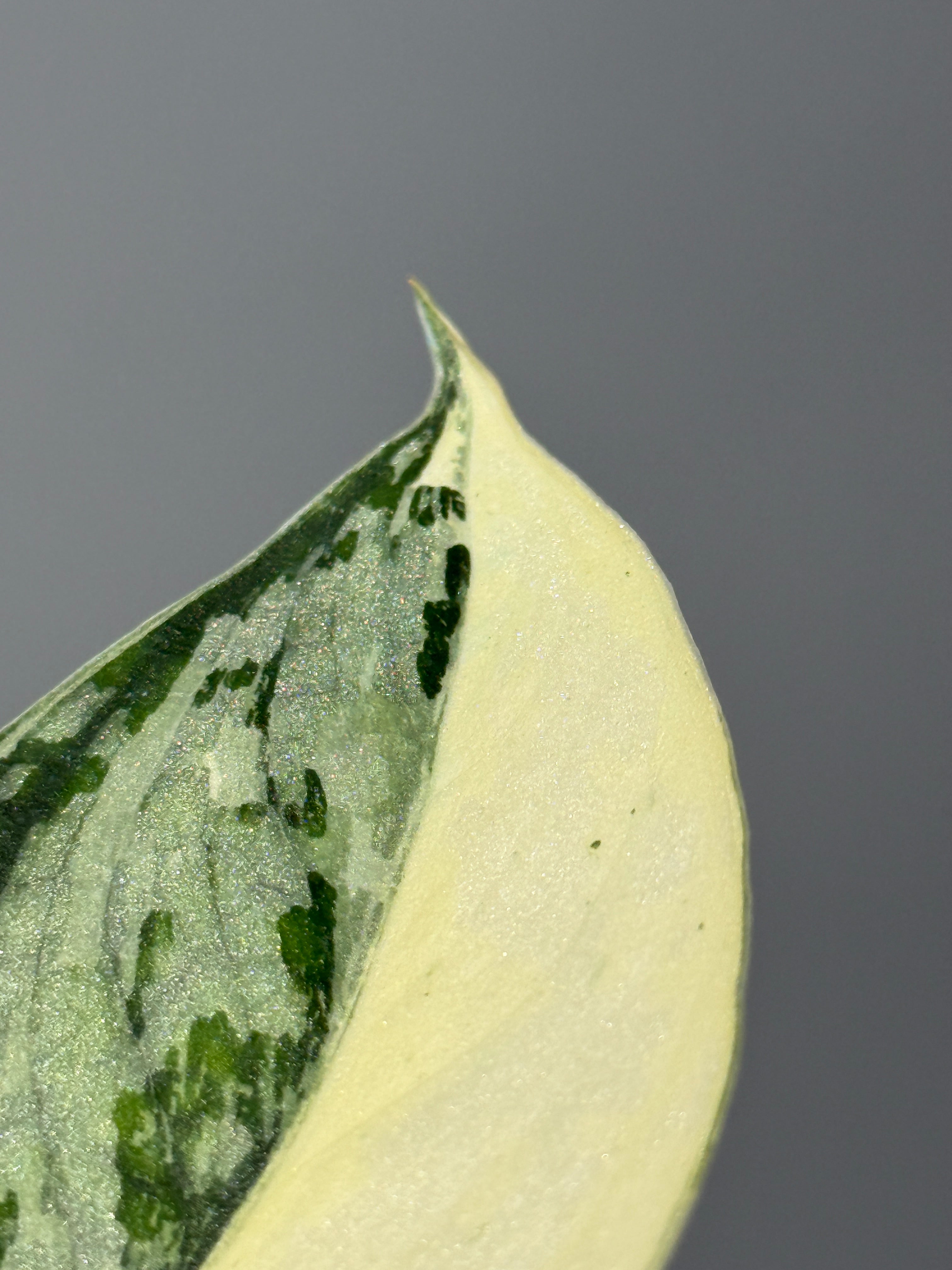All Plants – Page 2 – Nakayama-Plants