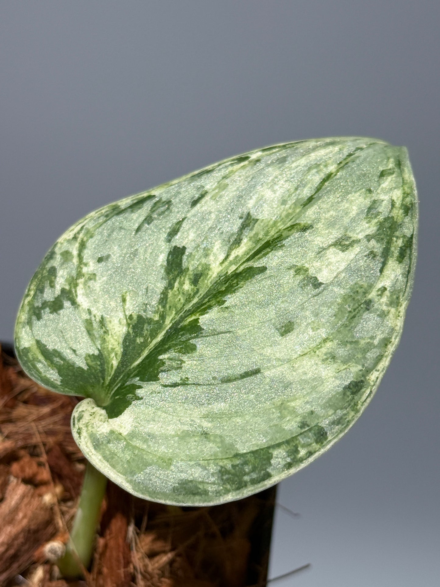 スキンダプサス ピースン アルボ  / Scindapsus peasun albo (1)