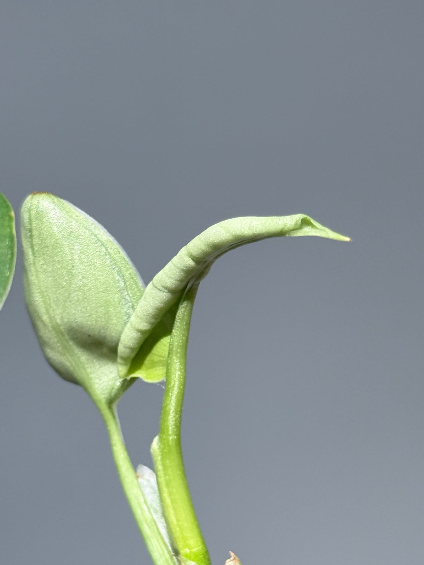 スキンダプサス シルバーナイト キサ / Scindapsus silverknight kisut (1)