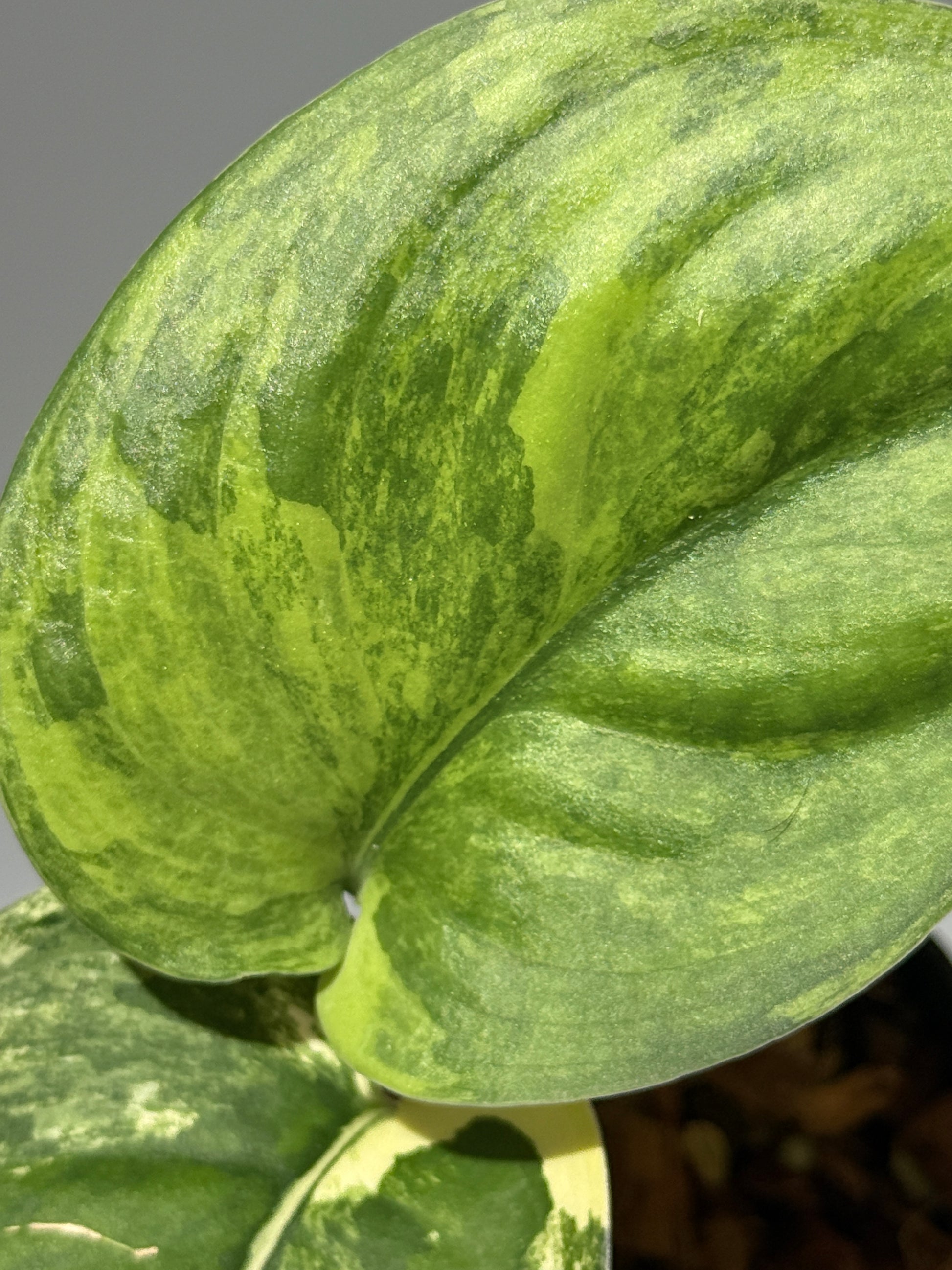 スキンダプサス ジェイドサテン オーレア  / Scindapsus jadesatin aurea (1)