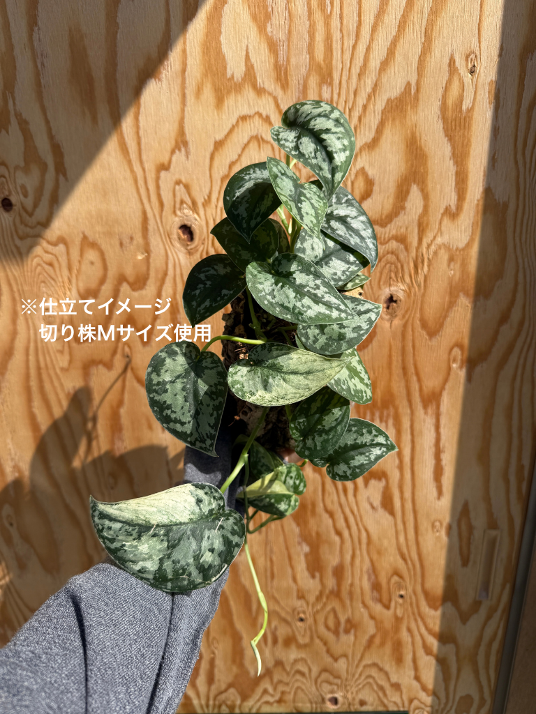 ダプコルク 切り株 Mサイズ / DAPCORK KIRIKABU_M (2)
