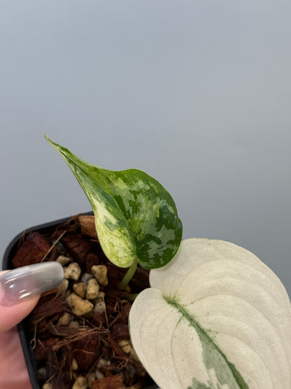 スキンダプサス マヤリ / Scindapsus mayari (4)