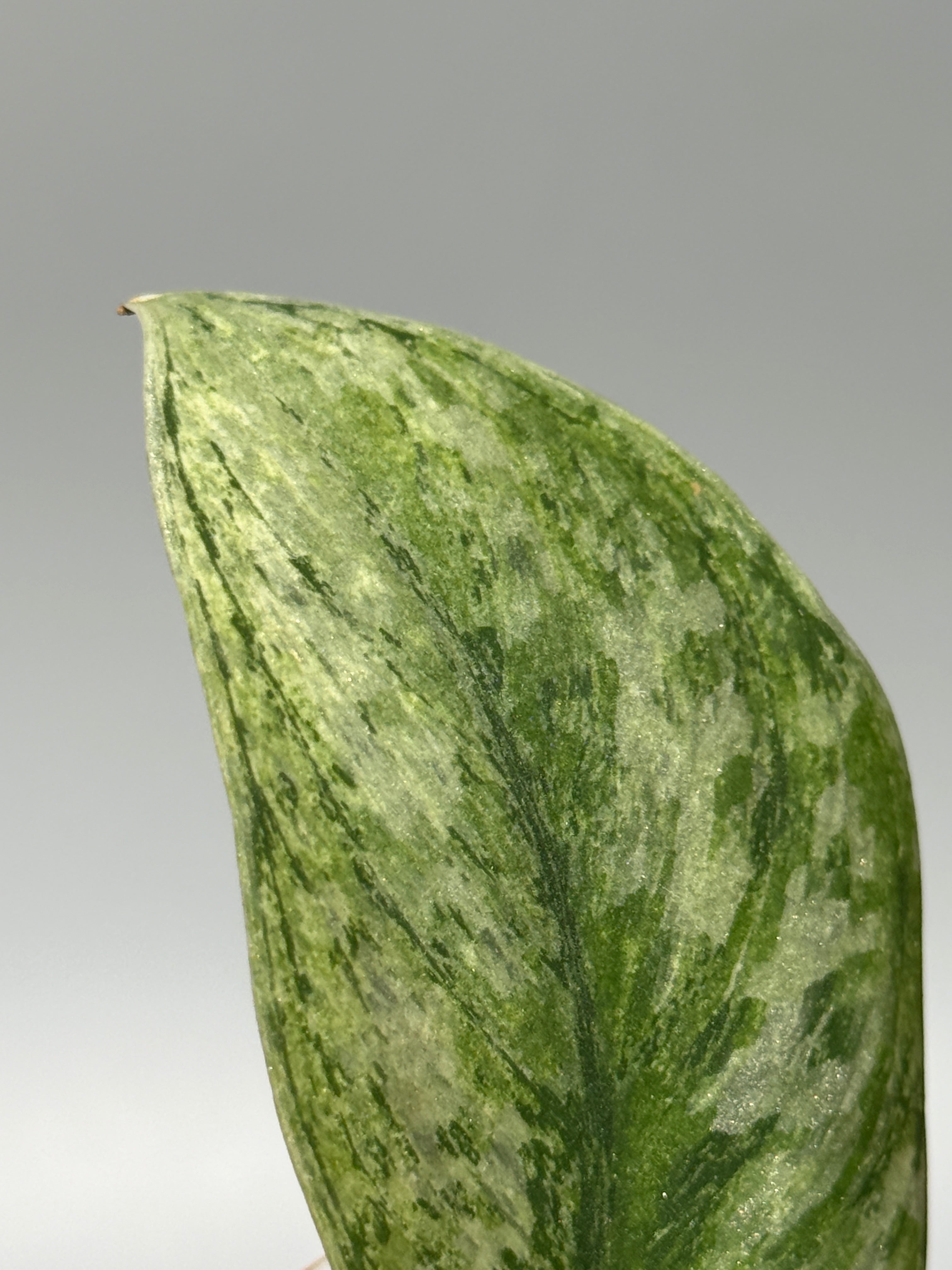 All Plants – Nakayama-Plants