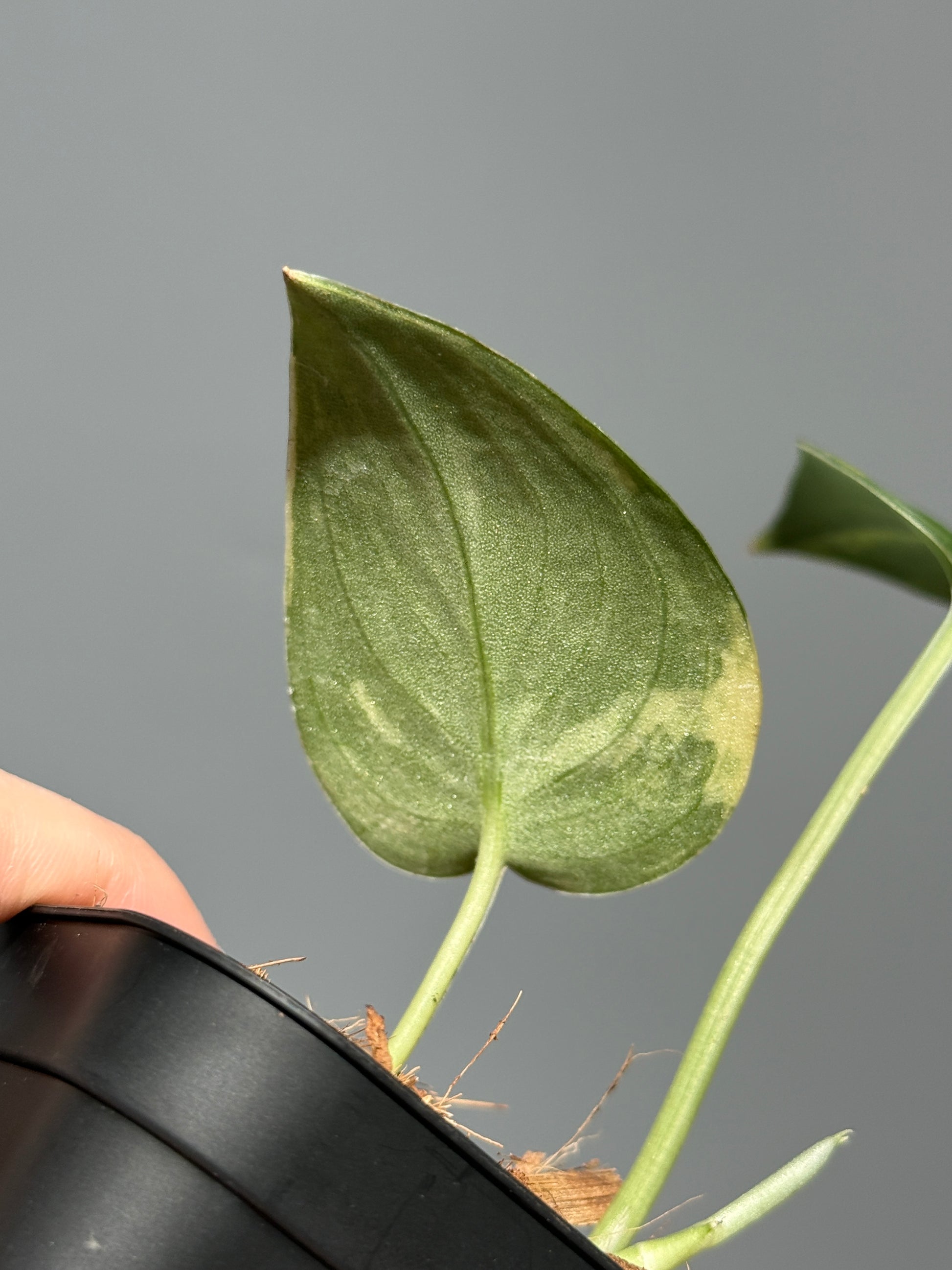 スキンダプサス グリーン ダイヤモンド / Scindapsus Green diamond (1)