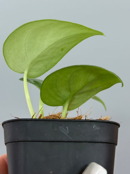 スキンダプサス エキゾチカ グローシ sp.サラワク / Scindapsus exotica glosy sp.serawak (3)