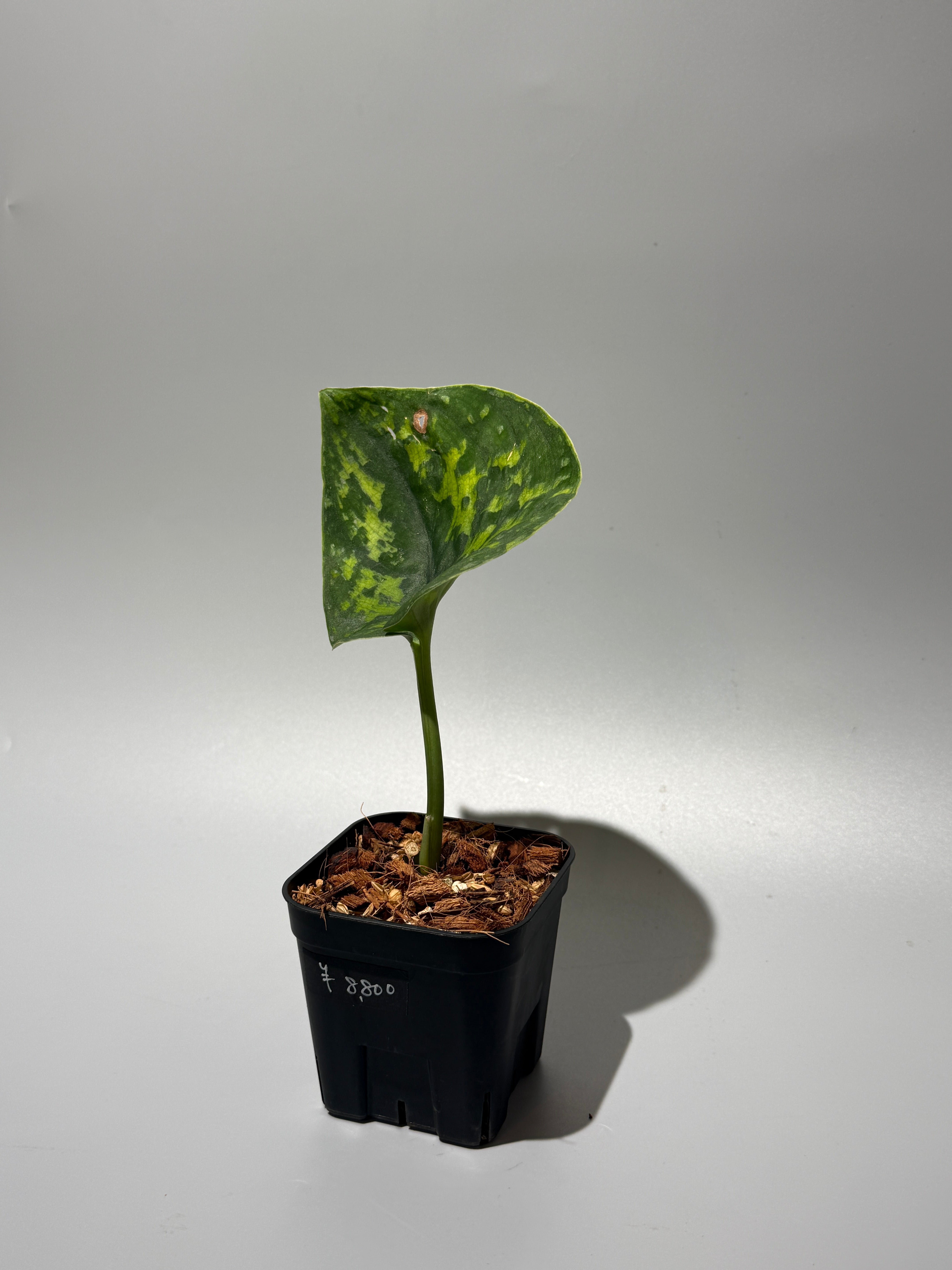 スキンダプサス マカン / Scindapsus Macan (1) – Nakayama-Plants