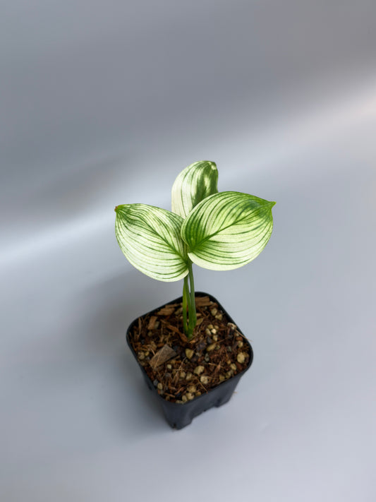 スキンダプサス ホワイトモンスター / Scindapsus whitemonster (3)