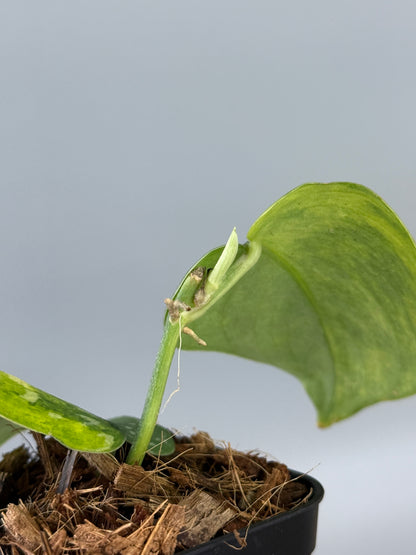 スキンダプサス ファンタジー / Scindapsus Fantasy (1)