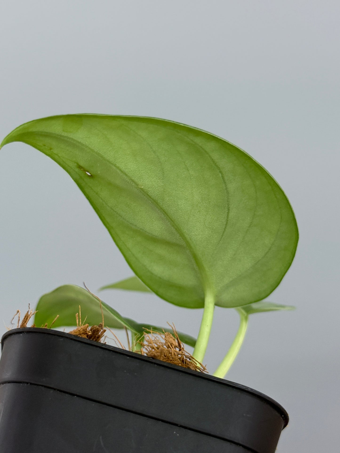 スキンダプサス エキゾチカ グローシ sp.サラワク / Scindapsus exotica glosy sp.serawak (3)