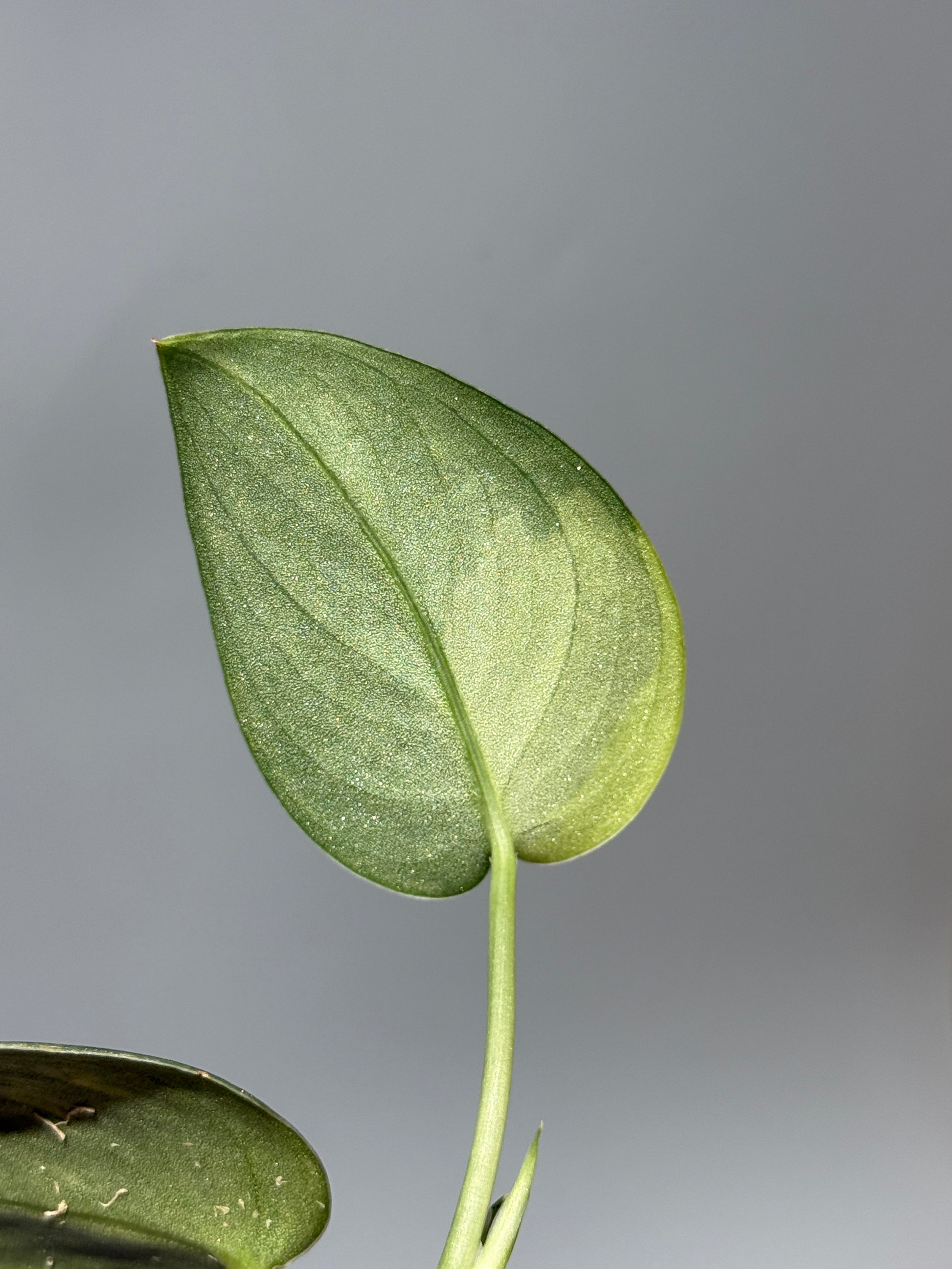 スキンダプサス グリーン ダイヤモンド / Scindapsus Green diamond (1)