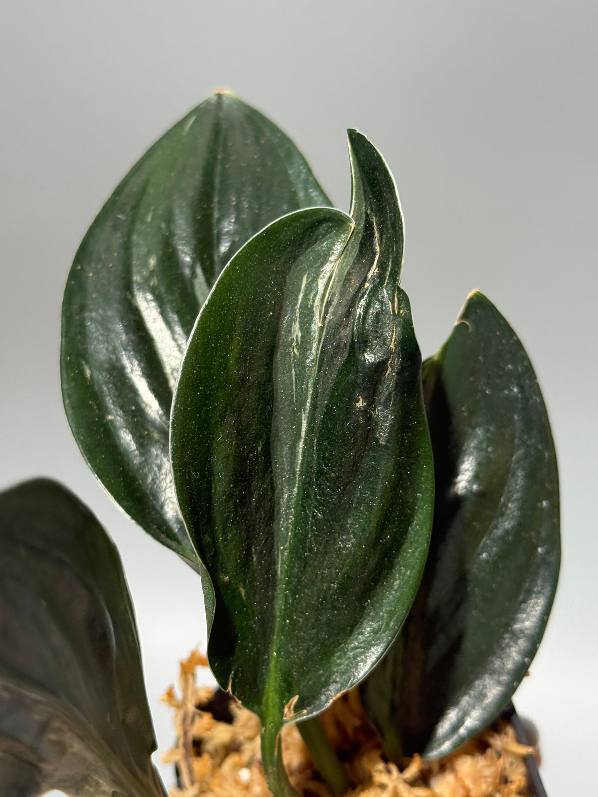 スキンダプサス トレビー ダークフォーム ミューテーション/Scindapsus Treubii darkform mutation (1)